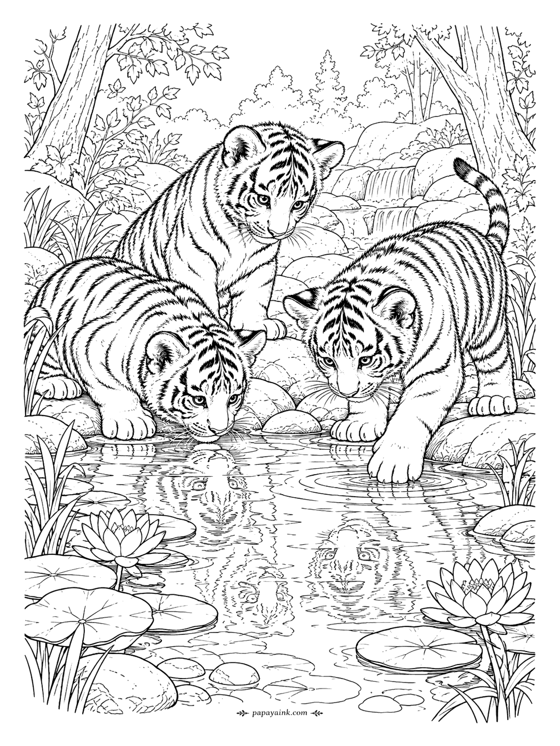 Tiger Coloring Pages - Three cubs gather at the edge of a forest pond, one drinking and one pawing at its own reflection, with water lilies and a small waterfall behind. Detailed.