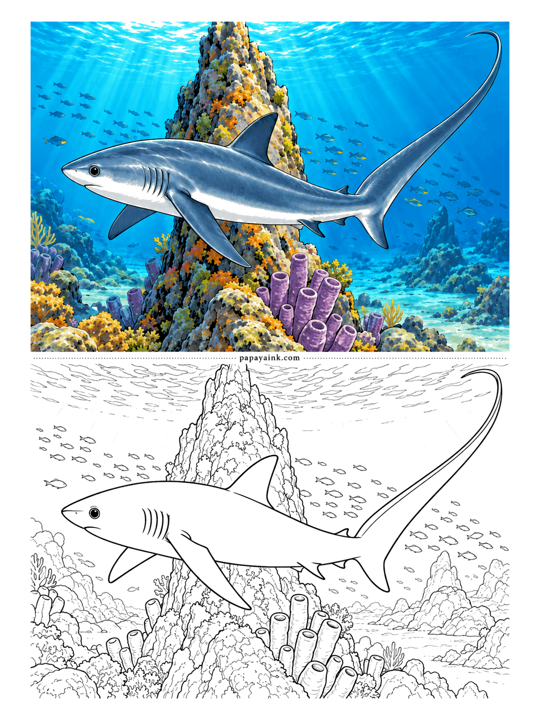 Shark Coloring Pages - Half of this shark is tail. Threshers swing that long upper fin like a whip to stun sardines, then circle back to collect them. They also visit rocky pinnacles like this one, where small cleaner fish pick their skin clean.