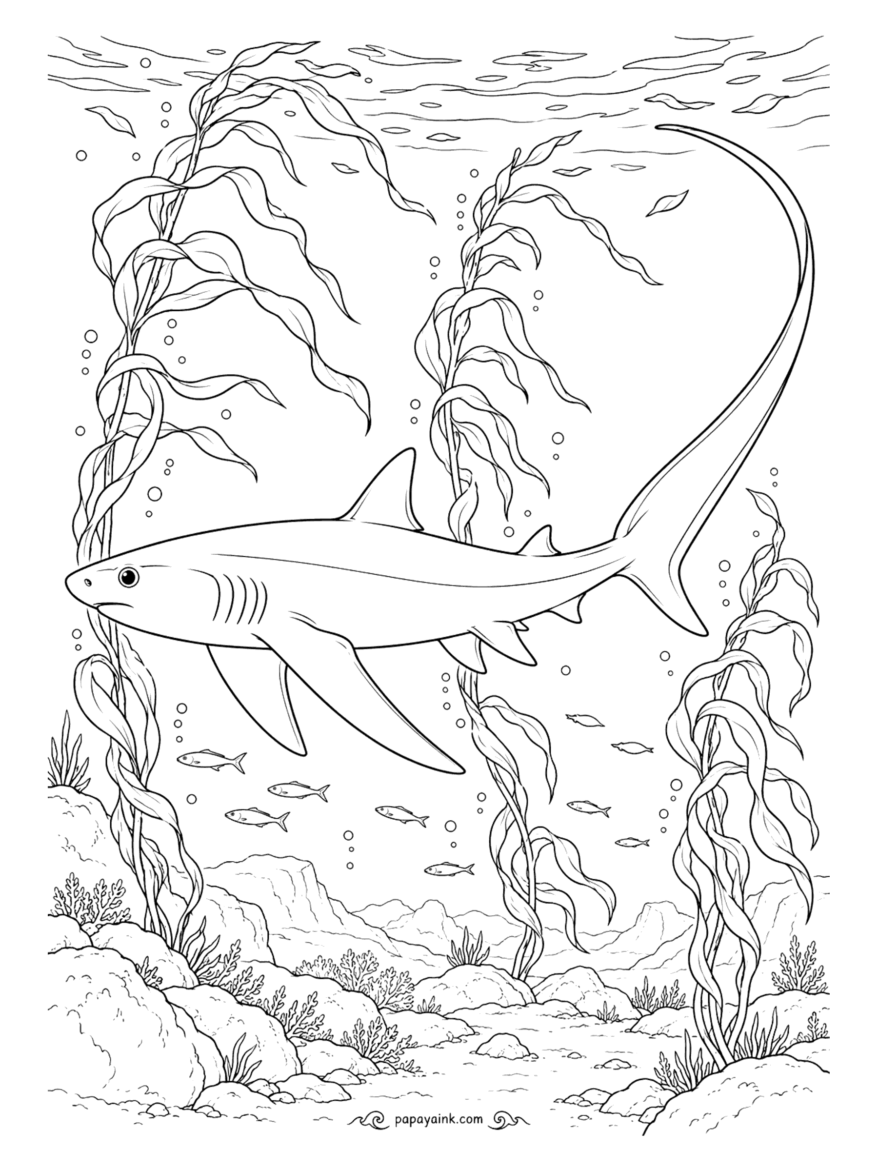 Shark Coloring Pages - That tail sweeping across the top of the page is a single long, simple shape, perfect for a smooth gradient from slate to silver. Common threshers can keep their swimming muscles warmer than the water around them, which helps in cold kelp country.