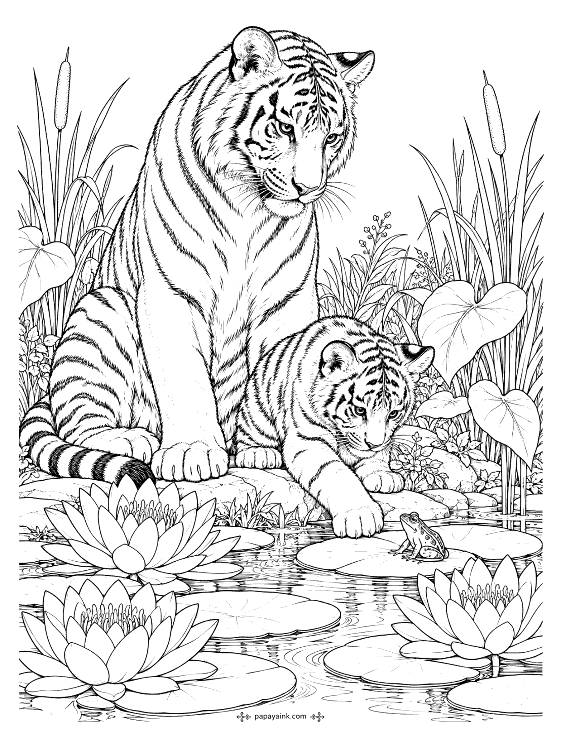 Tiger Coloring Pages - A tiger and its cub lean over a pond to watch a small frog sitting on a lily pad among lotus flowers and cattails. Detailed.