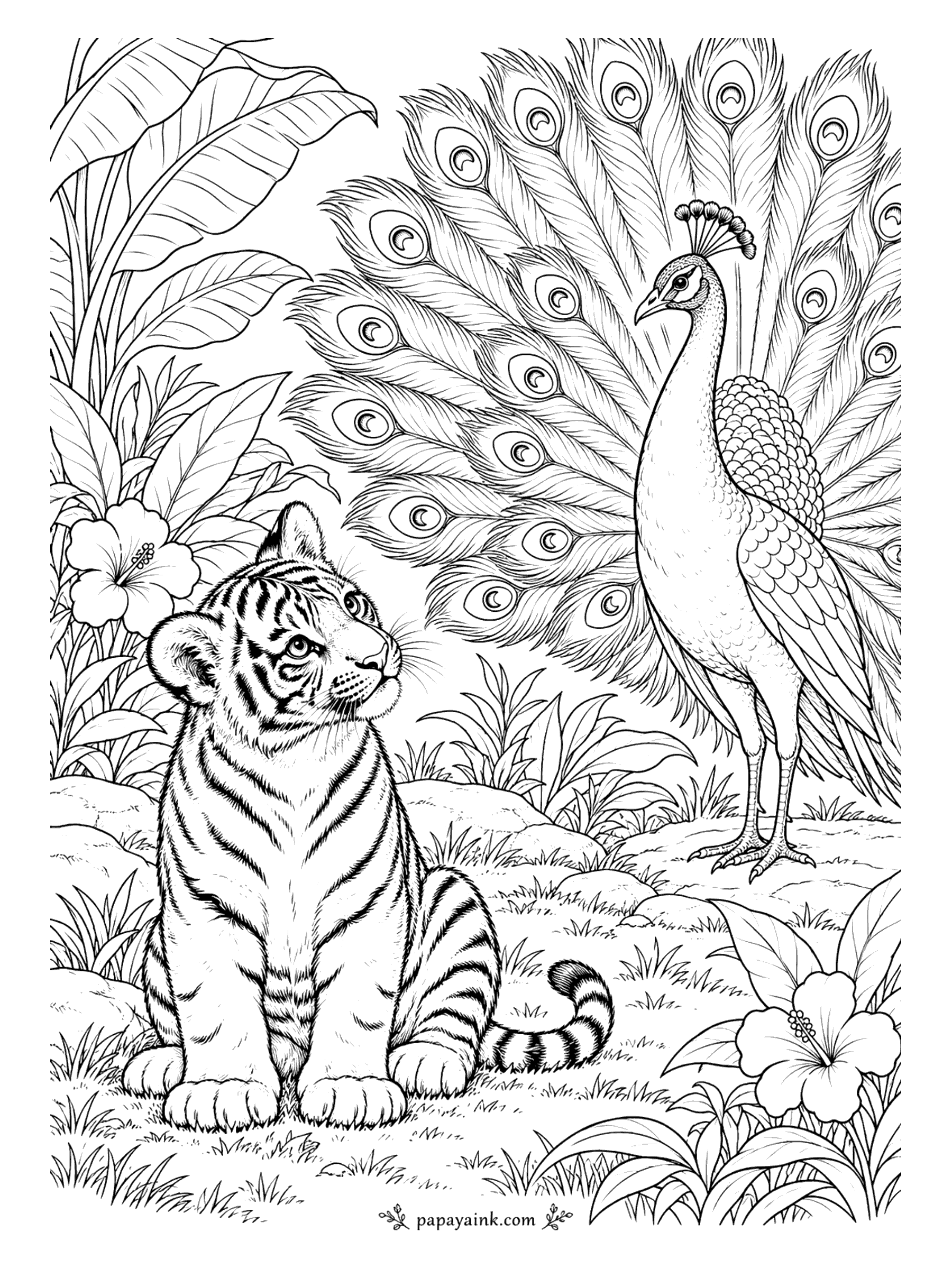 Tiger Coloring Pages - Full fan, every feather up, and the peacock is waiting for a reaction. The cub sits in the grass and gives him one: complete, wide-eyed attention. Hibiscus blooms in the corners. Detailed - every tail feather has an eye to color.