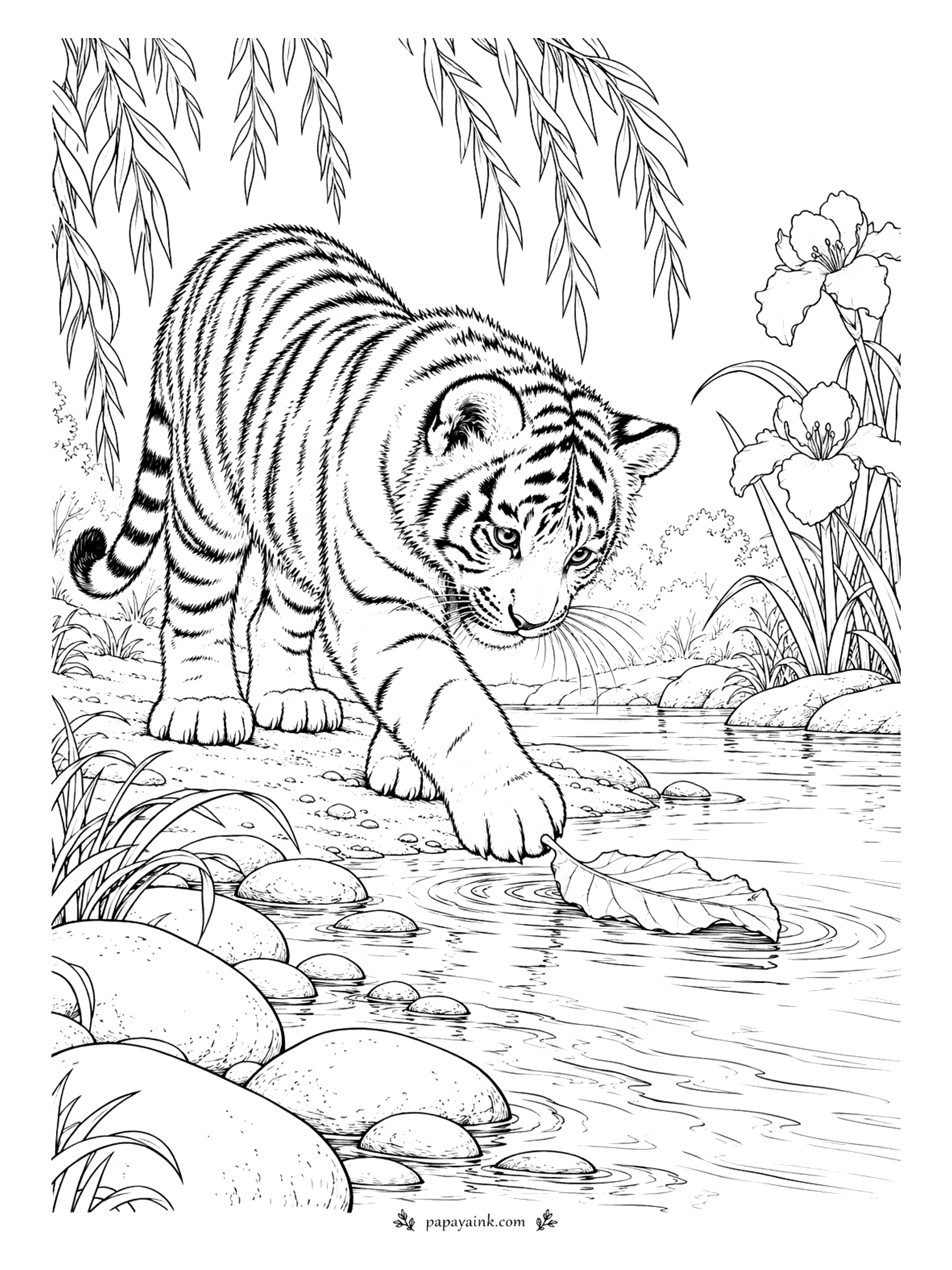 Tiger Coloring Pages - Something is floating down the stream and it needs to be stopped. The cub pins a drifting leaf with one careful paw from the bank, under willow branches, with irises on the far side. Ripples and round stones make this a soothing page.