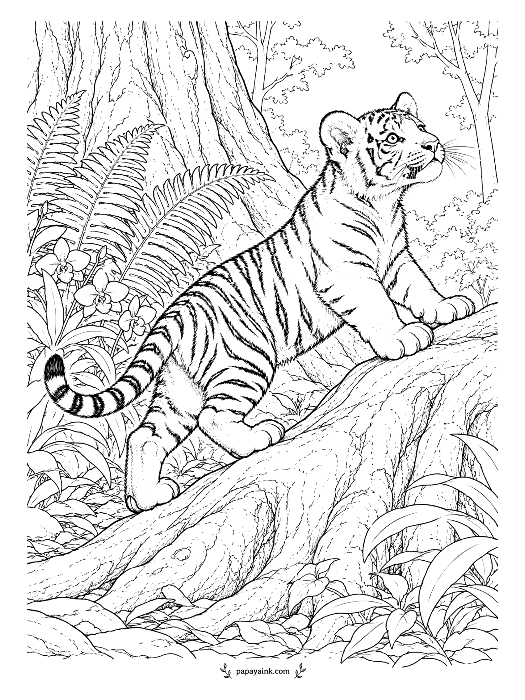 Tiger Coloring Pages - Front paws up on a giant root, nose in the air, checking what the forest smells like from a little higher. Orchids bloom at the left and a broad trunk rises behind. The bark has long flowing lines that suit colored pencil.