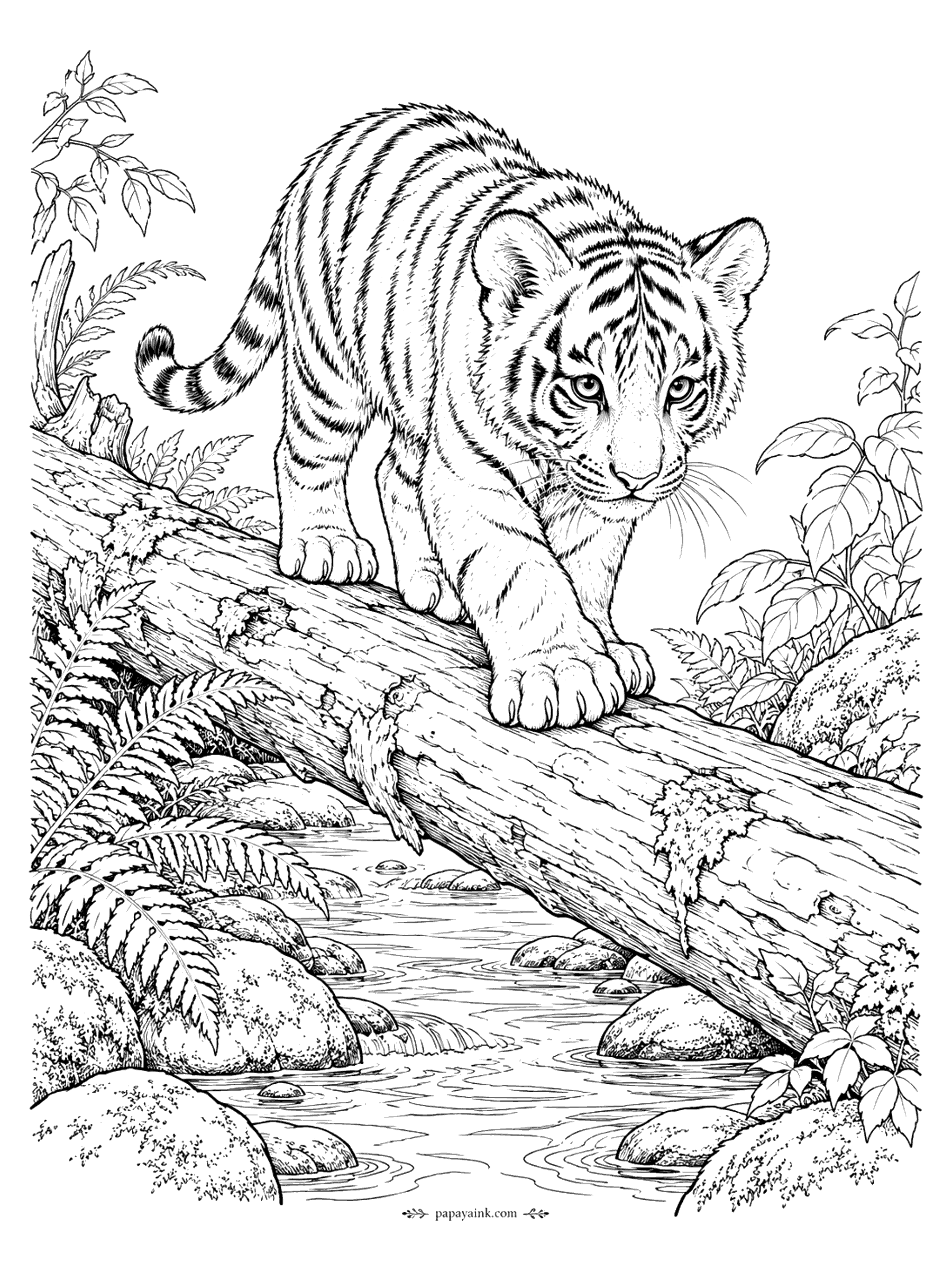 Tiger Coloring Pages - A cautious tiger cub balances on a mossy log stretched across a rocky stream lined with ferns. Great for greens, browns, and cool water blues.