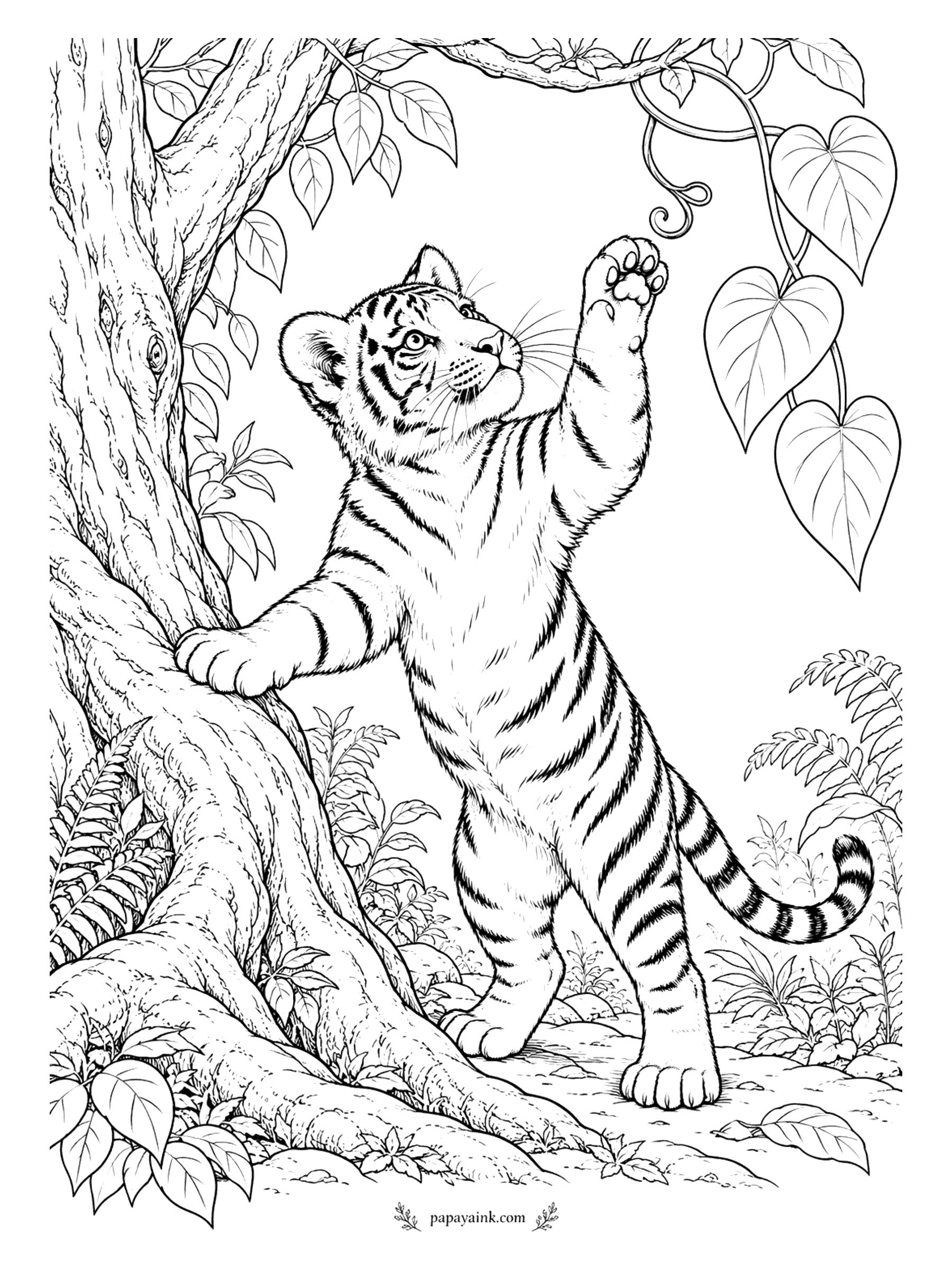 Tiger Coloring Pages - Up on his hind legs, one paw braced on the trunk and the other stretched for a curl of vine that hangs just too high. The heart-shaped leaves are big and plain - a fine place to try blending two greens.
