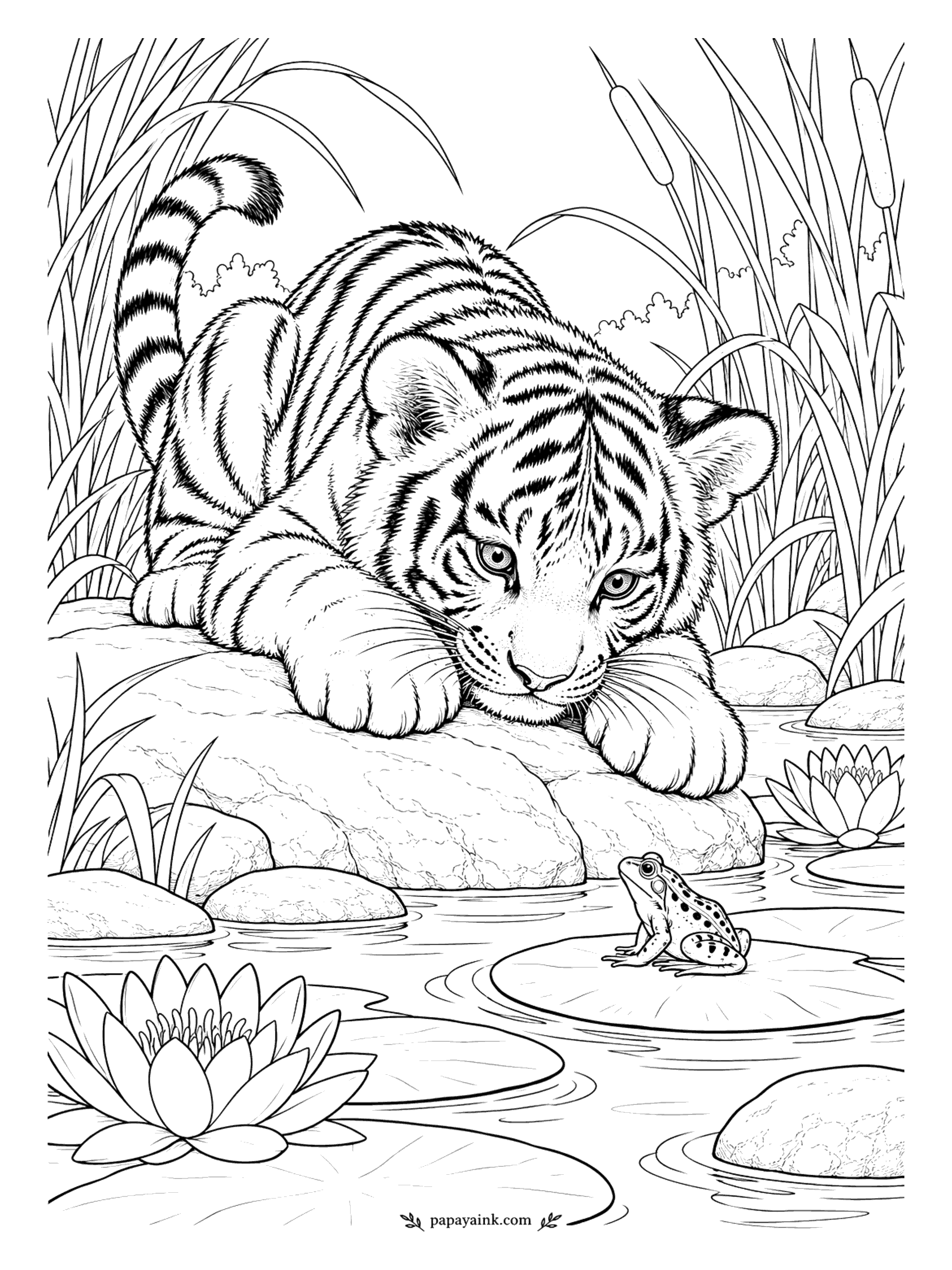 Tiger Coloring Pages - Eyes on the frog, chin on the rock. The frog, on a lily pad well within reach, stares back and does not seem worried. Cattails and reeds stand behind, a water lily floats in front. Large shapes and calm water.