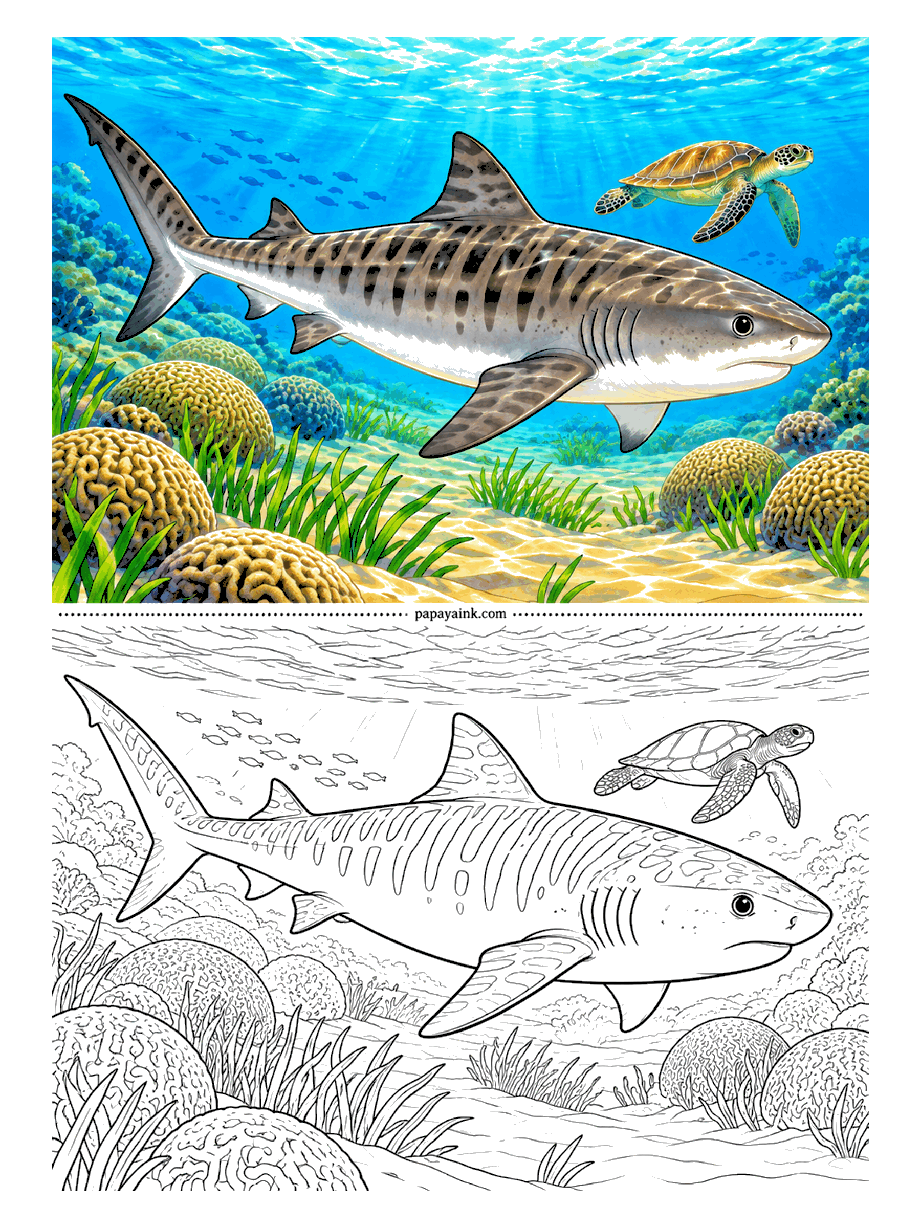 Shark Coloring Pages - Notice how the sea turtle keeps its distance. Tiger sharks are among the very few animals that can crack a turtle shell. Their stripes are boldest in youth and fade with age - brown bands over a gray-brown body.