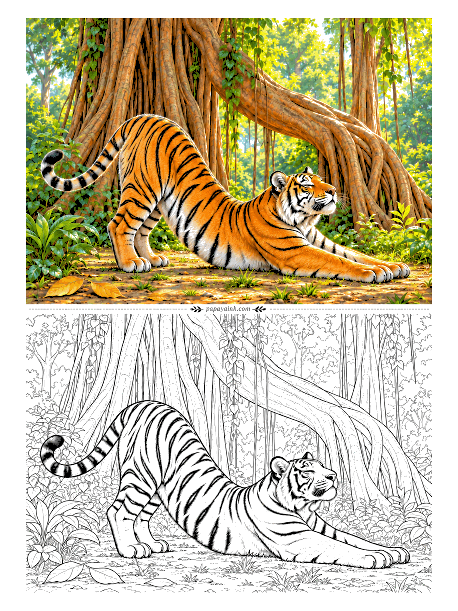 Tiger Coloring Pages - Every cat owner knows this stretch: front legs long, back end in the air, eyes shut. Here it happens under a banyan tree, whose hanging roots have grown into a curtain of trunks. The roots are wide, smooth shapes - good for blending browns.
