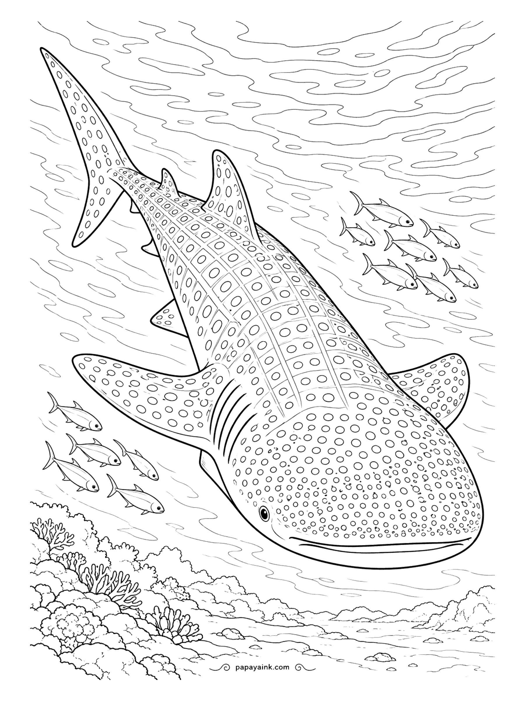 Shark Coloring Pages - Nose down and heading for the reef, the whale shark shows off the thickest skin of any animal on Earth. The grid of spots across its back is slow, calm work - a page to settle into with a podcast on.