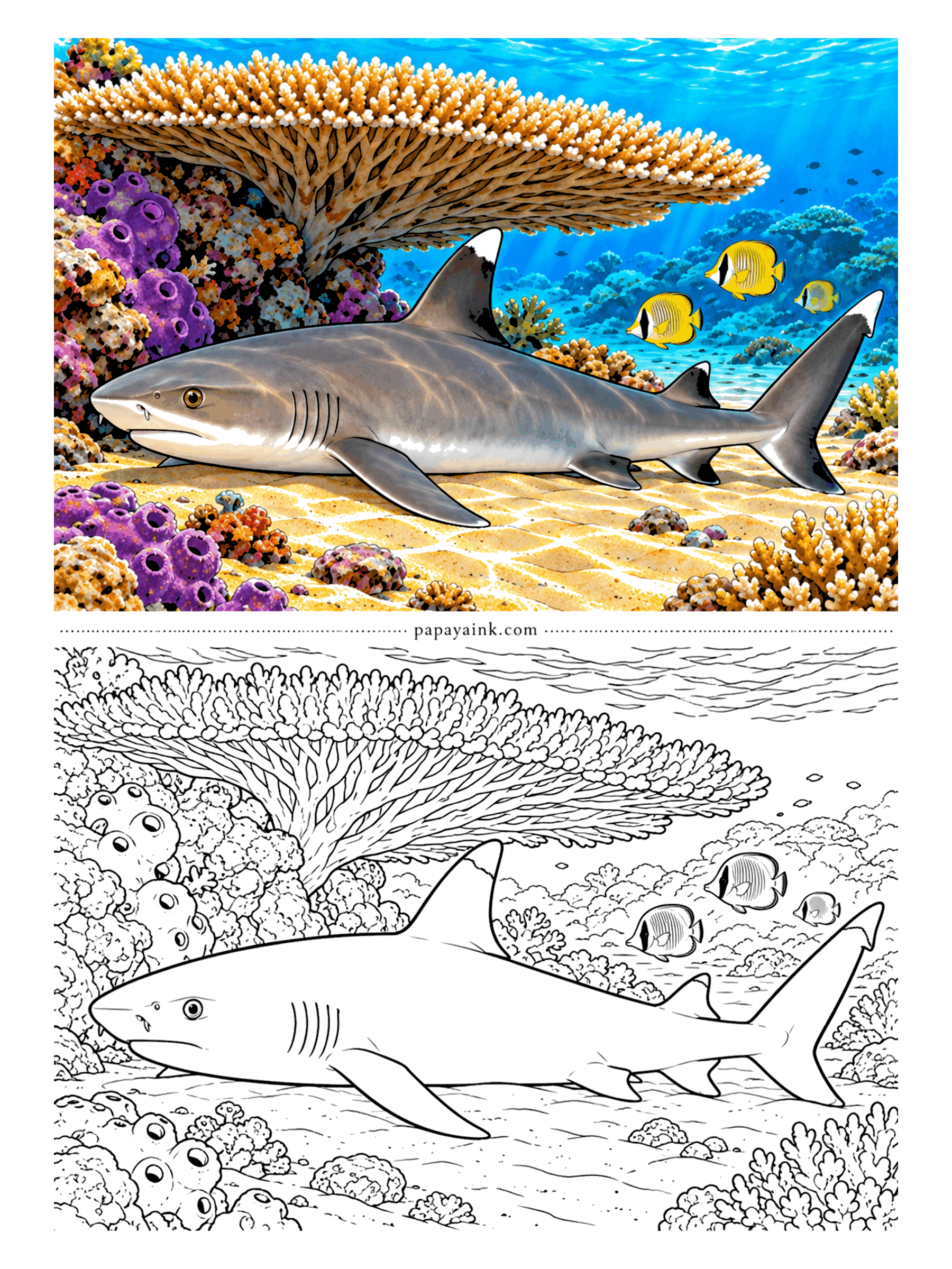 Shark Coloring Pages - Most sharks must keep swimming to breathe. Not the whitetip reef shark: it spends the day lying still in caves and under ledges, pumping water over its gills, and hunts at night. This one found a table coral for a roof.