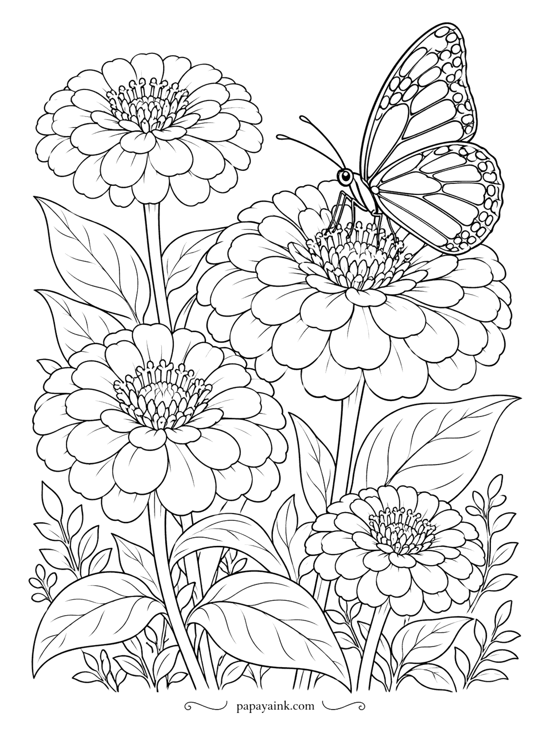 Flower Coloring Pages - Butterflies love zinnias, and this one has landed on the tallest bloom. Layered petals stack in neat rows like the scales of a pinecone. Zinnias come in almost every color except blue - so use them all.