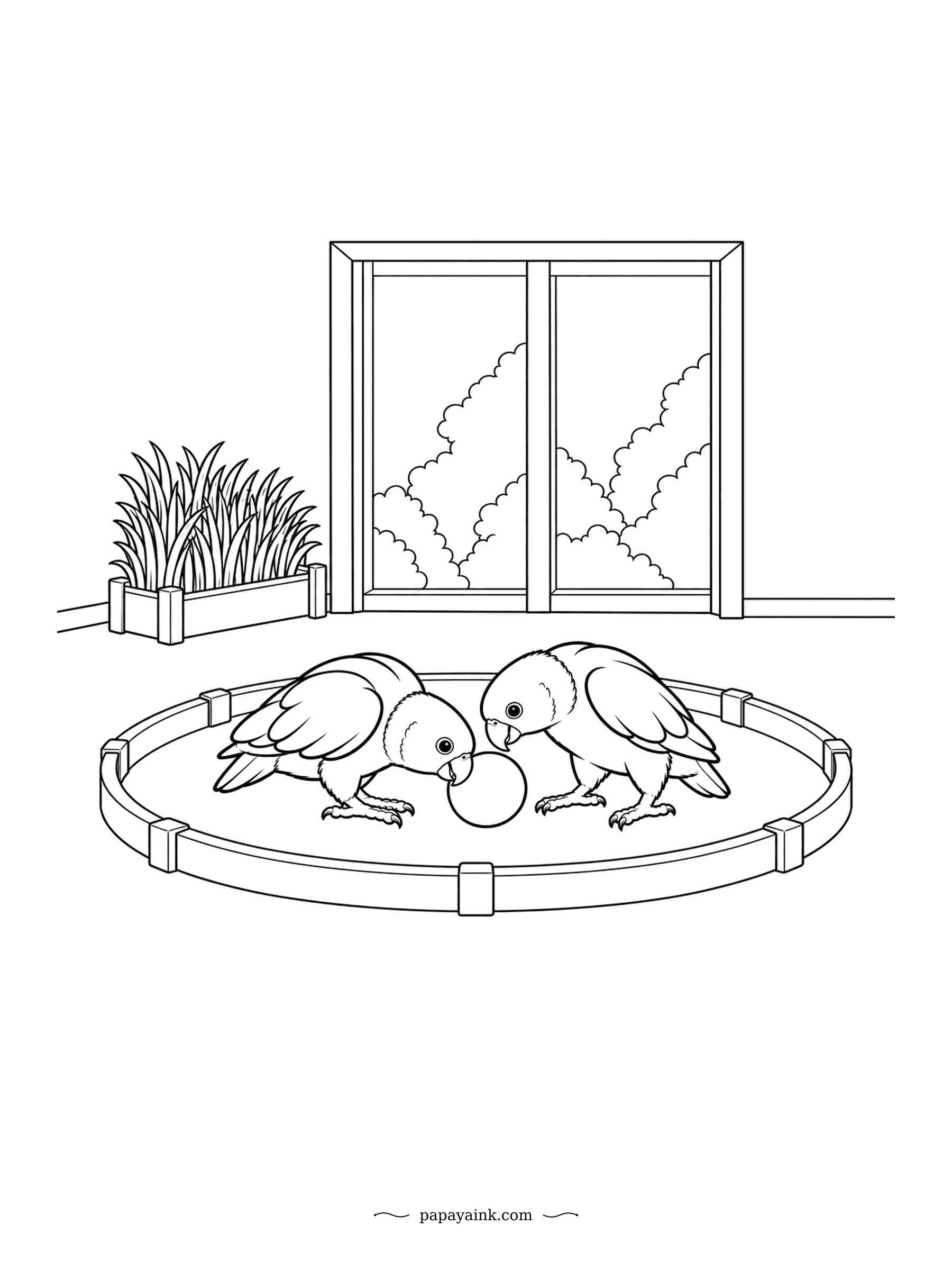 Parrot Coloring Pages - One ball, two caiques and a play ring with no way out. Caiques love to wrestle and roll over, so this match could turn into a tumble at any moment. Very few lines and lots of open floor.