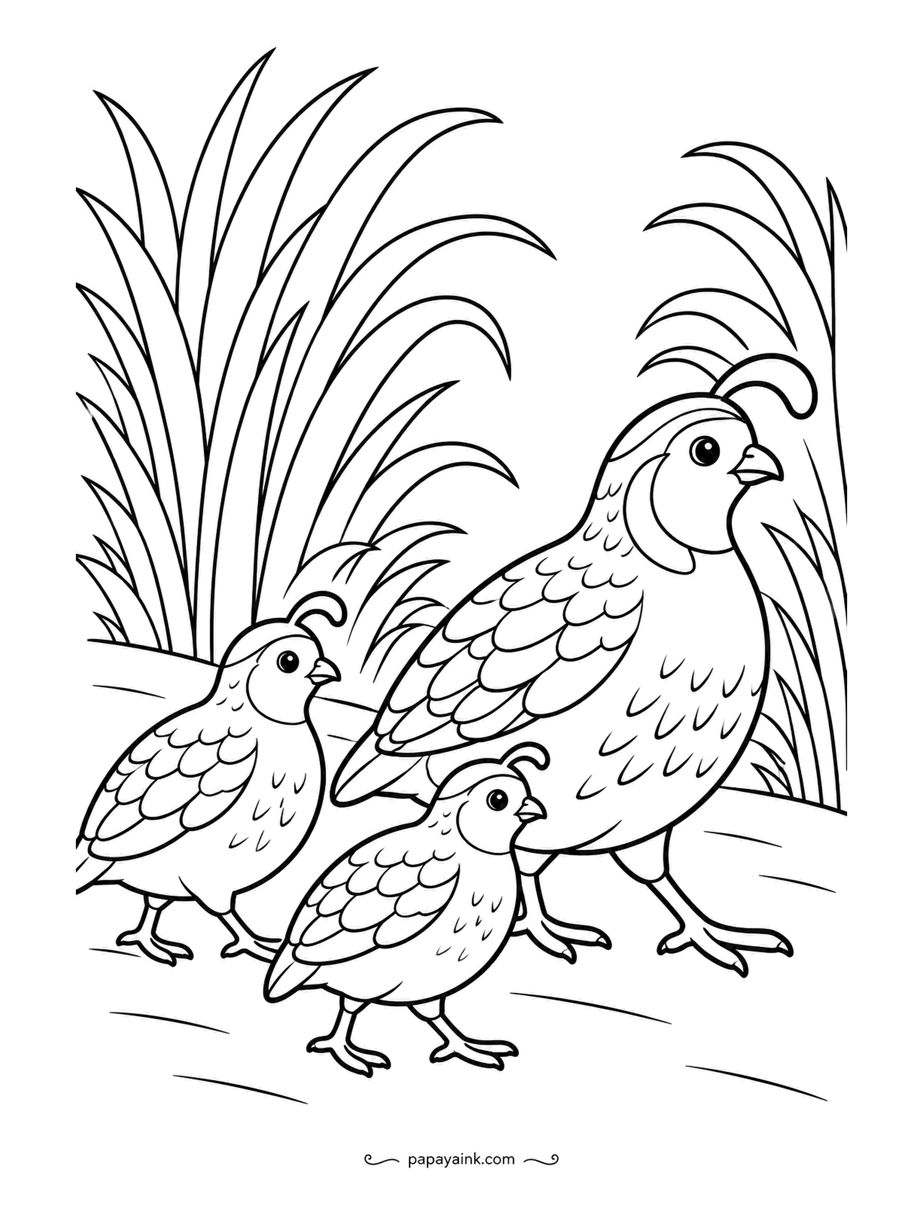 Garden Coloring Pages - Quail travel in a line, and this adult leads two chicks past tall ornamental grasses, head plumes bobbing. The scaled breast feathers take patience; a warm gray body, cream edges on the scales and a chestnut cap match the living bird.