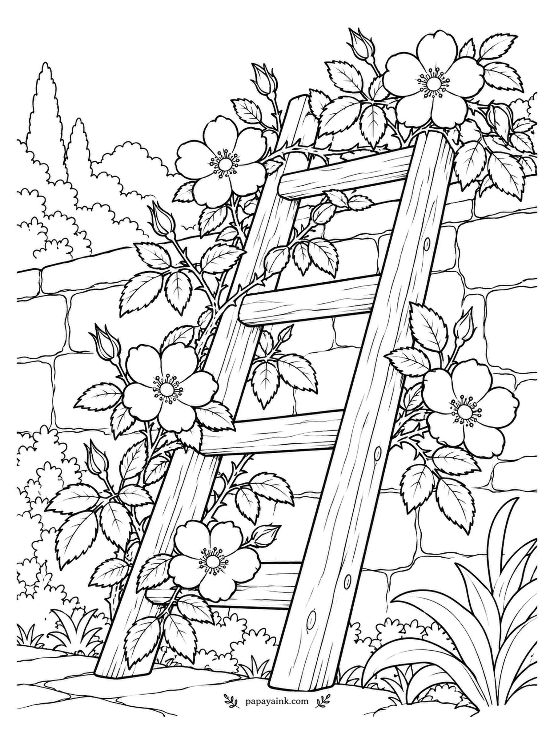 Rose Coloring Pages - This old ladder has retired: a wild rose got to the top first. Its canes thread through the rungs and flower along the upper ones, against a stone wall and a line of cypresses. Weathered wood suits silvery gray.