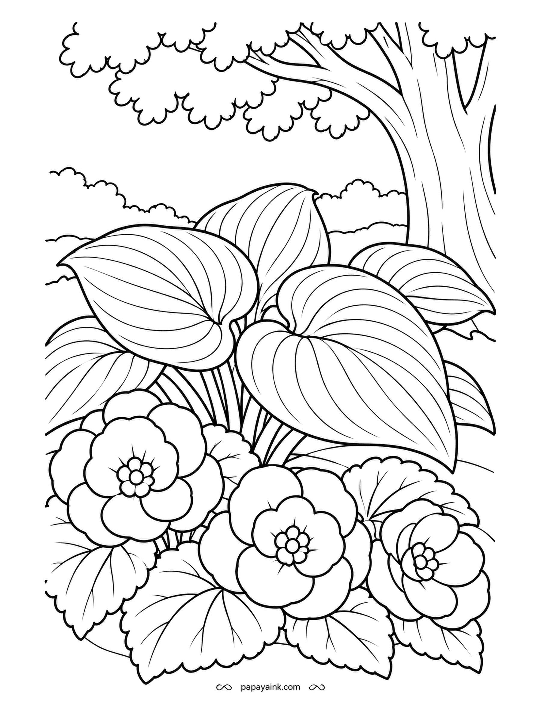 Garden Coloring Pages - Where the sun rarely reaches beneath a big tree, hostas spread their ribbed leaves above a bed of begonias in full bloom. Begonias come in red, coral and white; hostas stay a cool blue-green in shade, which is why they belong here.