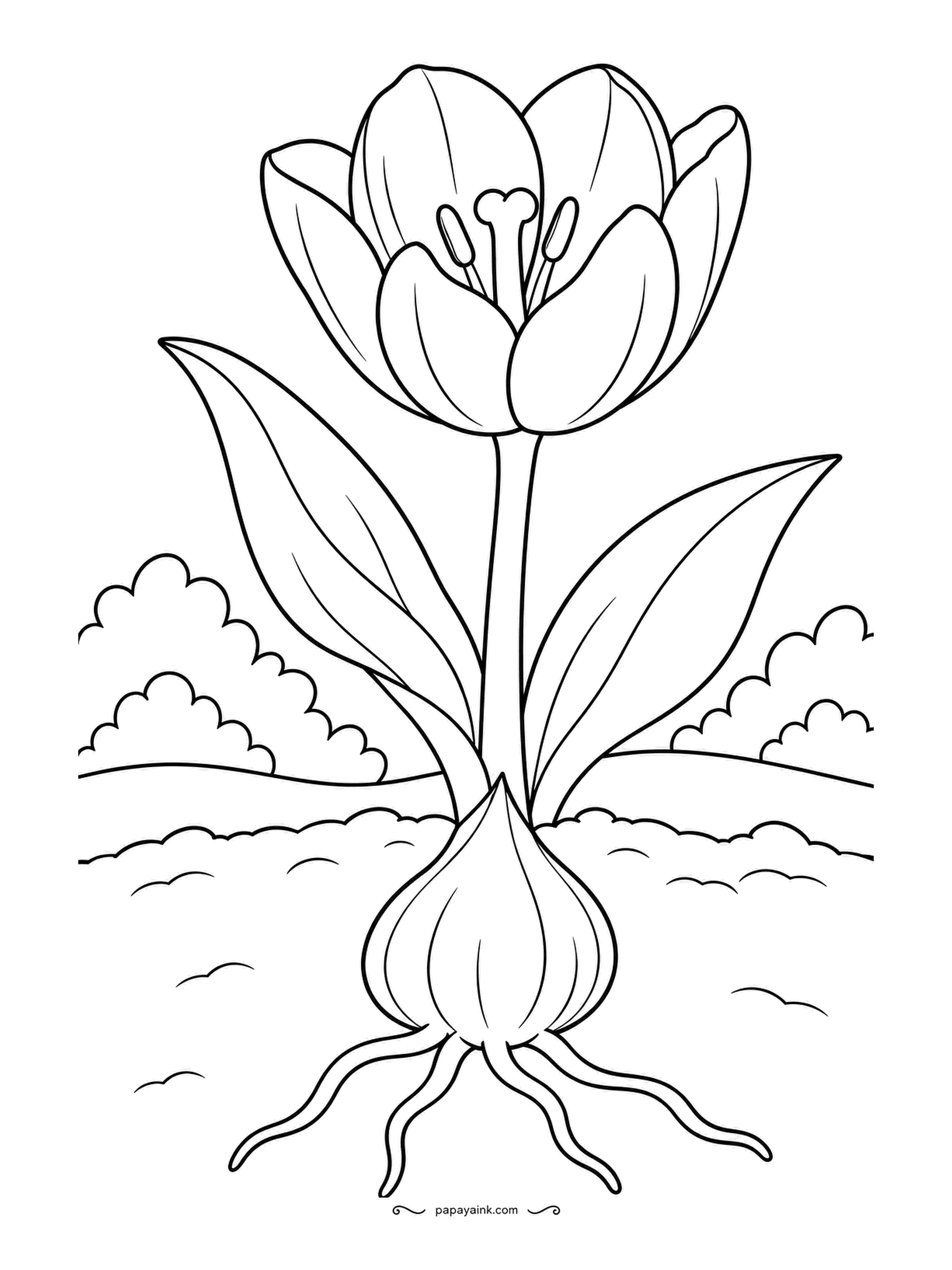 Garden Coloring Pages - The whole tulip, top to bottom: flower, two leaves, the stem running into the ground, and below the soil line the papery bulb with roots fanning out. Brown bulb skin, cream roots, and any tulip color above - the botany is all in the drawing.