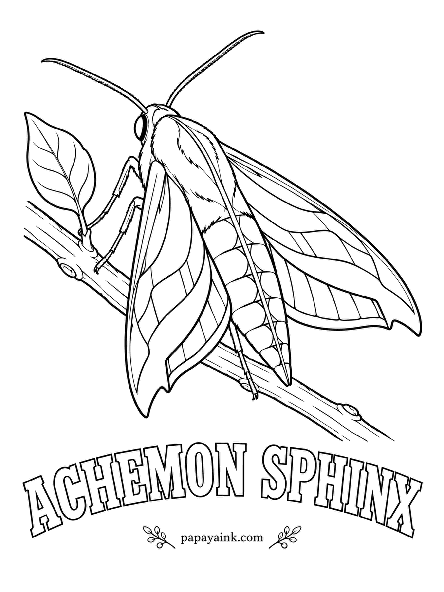 Butterfly and Moth Coloring Pages - A sphinx moth at rest folds its wings back like a paper dart, and this one wears pinkish tan with darker chocolate patches at the wingtips. The hidden hindwings are rose pink. Grapevines and Virginia creeper raise its young.