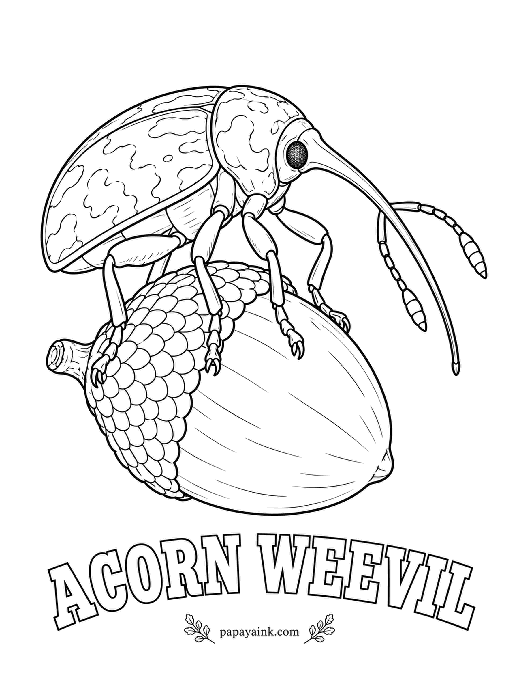 Beetle Coloring Pages - That snout is longer than the rest of the beetle, and it works as a drill: the female bores a tiny hole into a green acorn and slips an egg inside. The grub eats the nut from within. Mottled brown, tan and gray.