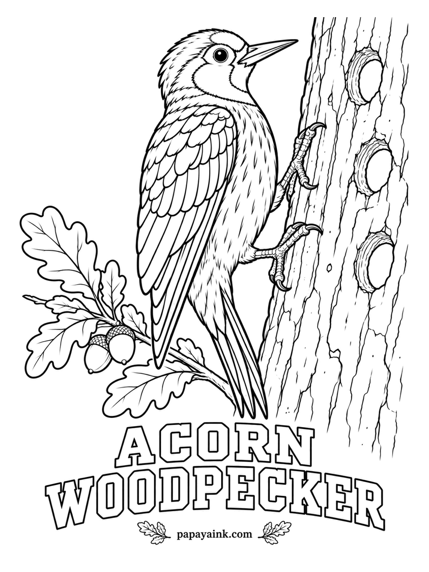 Realistic Bird Coloring Pages - Acorn woodpeckers turn a whole tree into a pantry, drilling thousands of holes in the trunk and wedging an acorn into each; the entire family group stands guard. Red cap, a black-and-cream clown face, white eyes, glossy black above.
