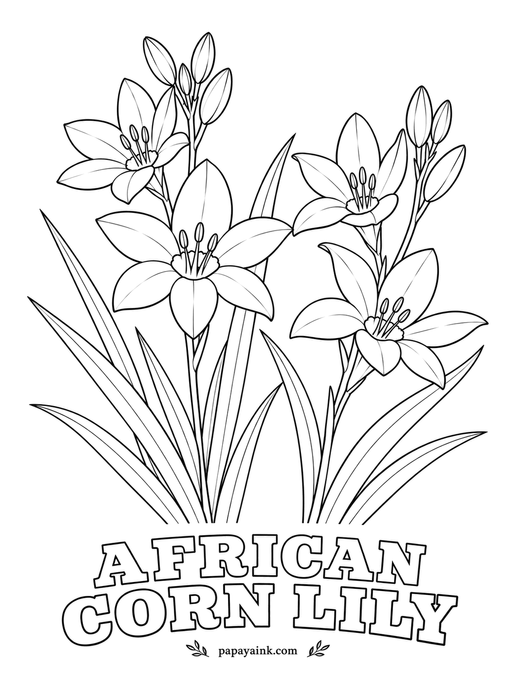 Realistic Flower Coloring Pages - Starry flowers open along wiry stems, but only in sunshine; on a cloudy day they stay shut. African corn lily flowers in cream, pink, orange or red, often with a dark eye. Give each star a darker center.
