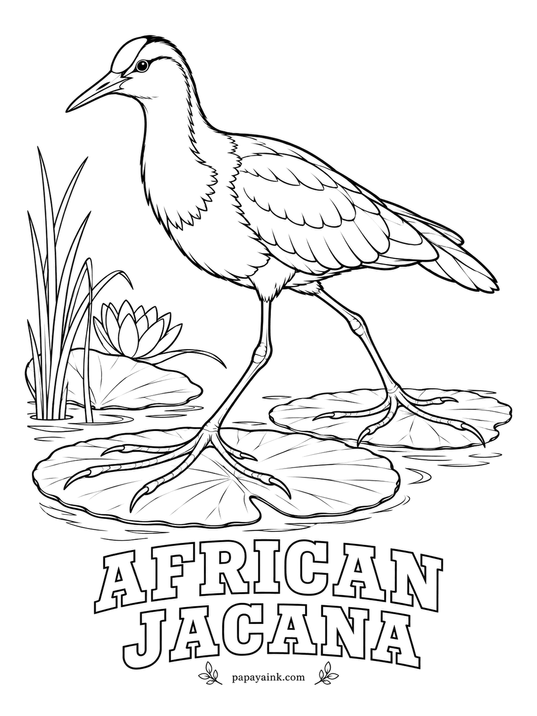 Realistic Bird Coloring Pages - With toes so long they spread its weight like snowshoes, the African jacana strolls across lily pads as if they were pavement. Dads incubate the eggs and carry the chicks tucked under their wings. Chestnut body, white face, golden chest, blue shield over the bill.