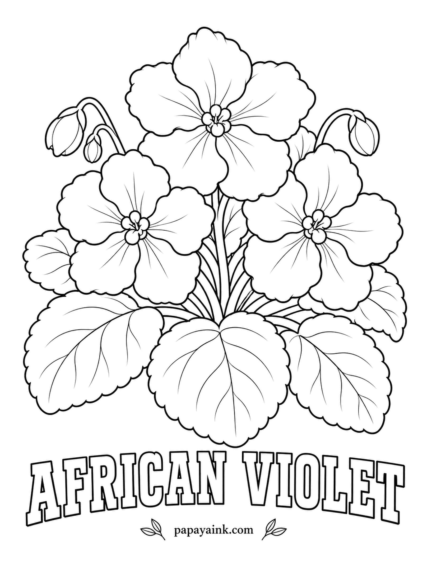 Free Flower Coloring Pages - African violets come from the misty mountain forests of Tanzania and Kenya and are no relation to true violets. Cold water marks the fuzzy leaves with pale spots; deep purple petals around a bright yellow eye make the classic version.