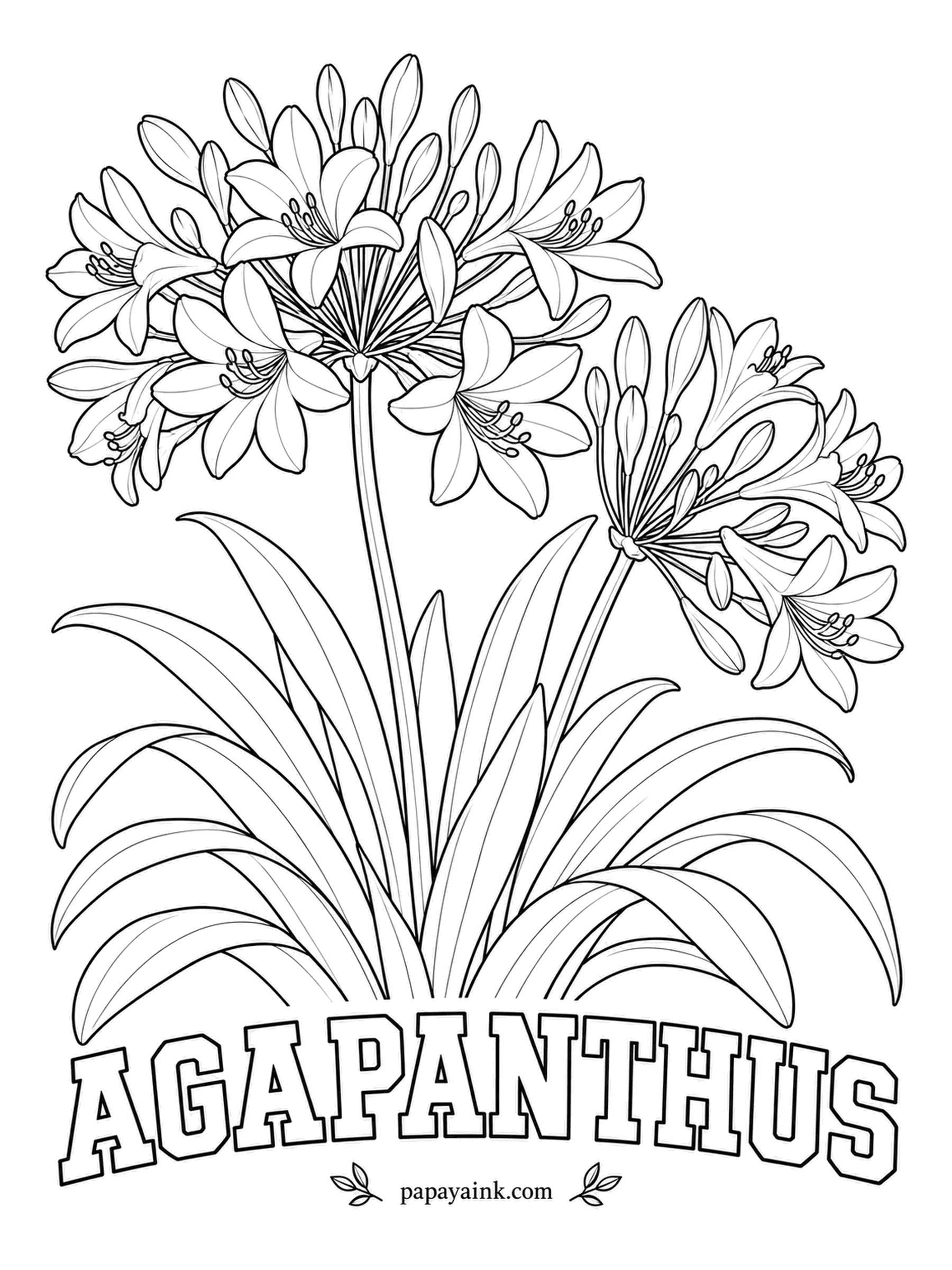 Free Flower Coloring Pages - Lily of the Nile is its nickname, though agapanthus grows wild only in southern Africa. Dozens of trumpet florets burst outward from a single point like fireworks; give them blue or violet and the strap-shaped foliage a glossy green. Detailed.