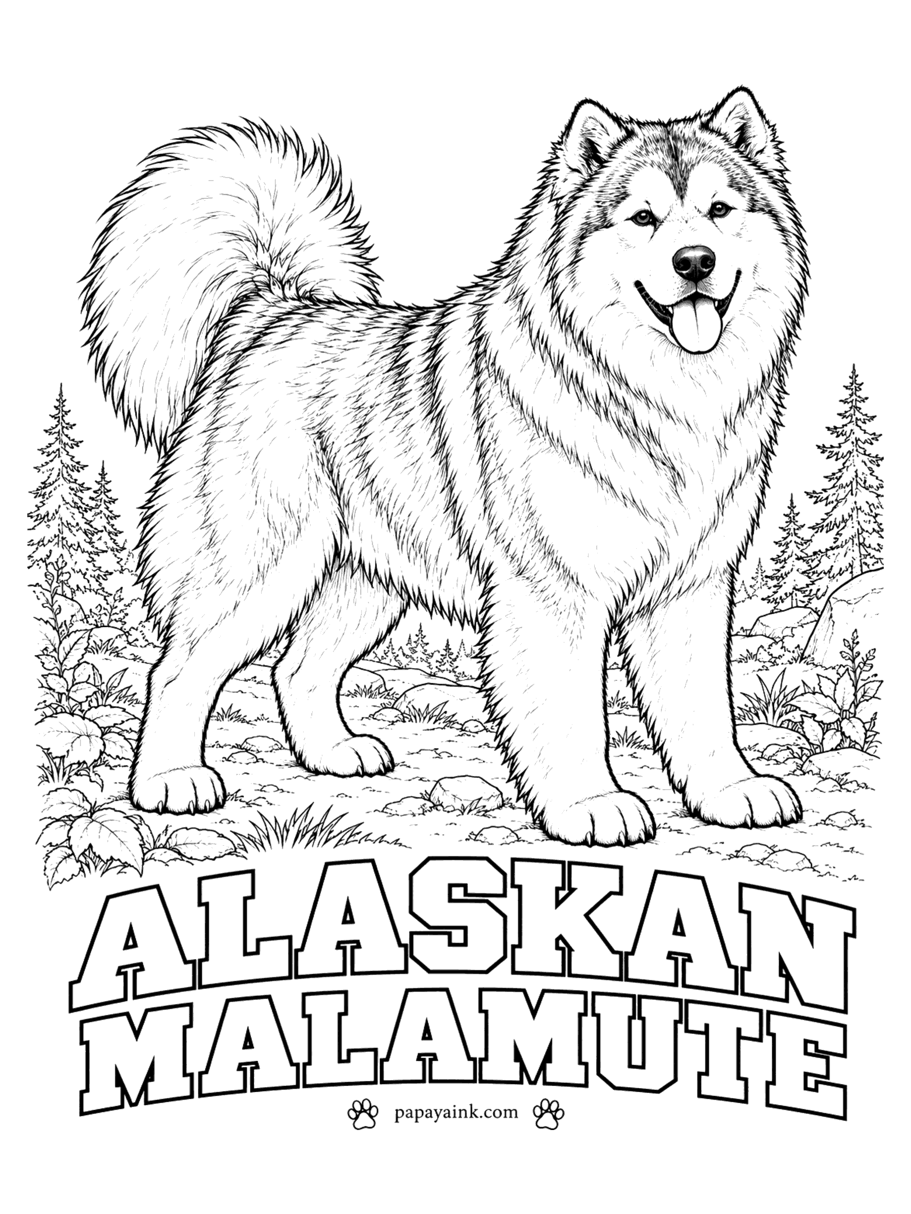 Realistic Dog Coloring Pages - Built for hauling freight rather than racing, the Alaskan malamute is bigger and more heavily furred than a husky, with a plumed tail carried over the back. Gray and white is the classic; sable, black, red and pure white also occur. The eyes are always brown; blue would make it a different breed.