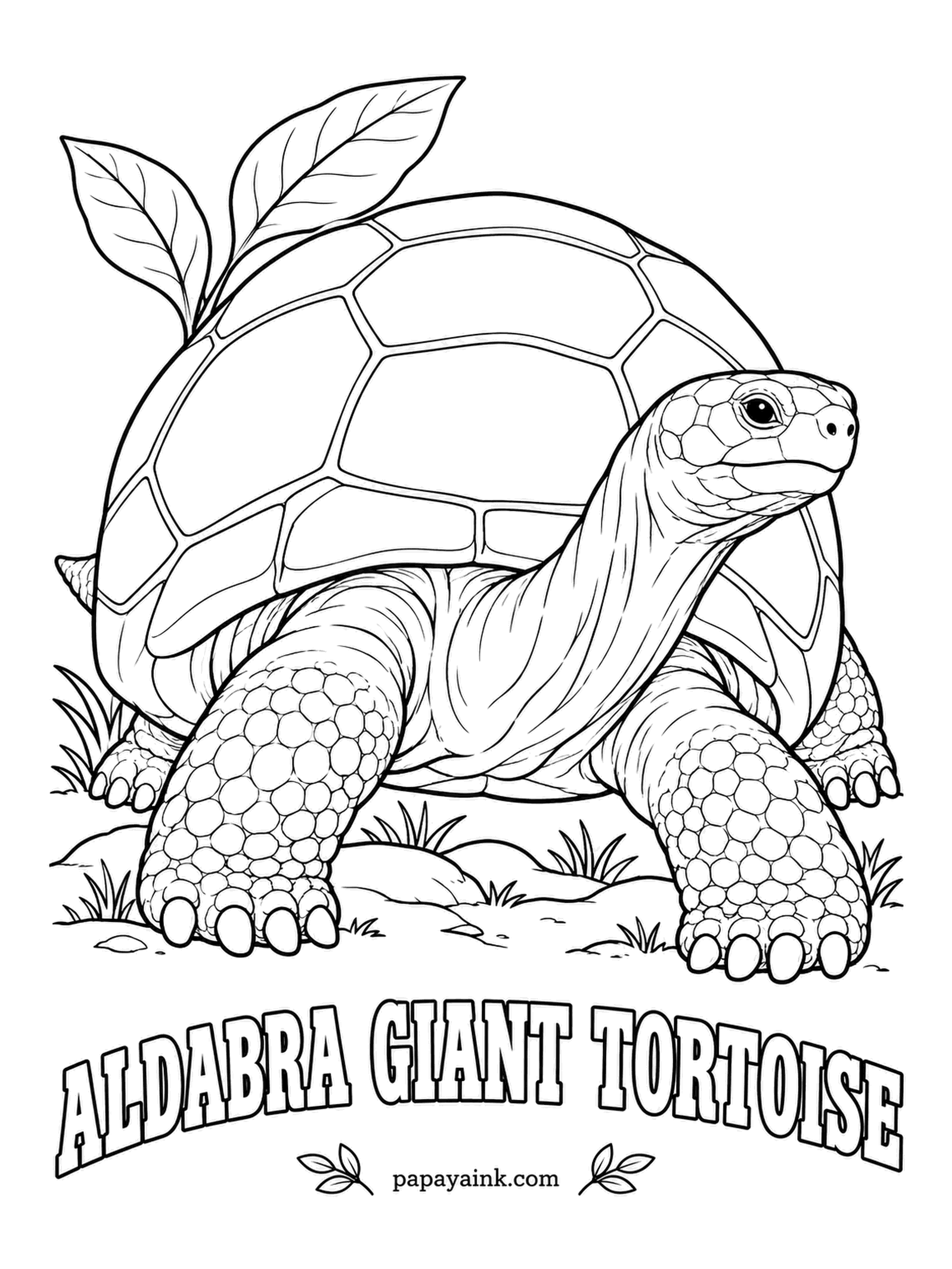 Reptile Coloring Pages - On a remote coral atoll in the Indian Ocean, Aldabra giants stretch their necks to graze and can live well past a hundred years. The dome is drawn with big plain plates, so this is a calm, generous sheet. Gray-brown all over.