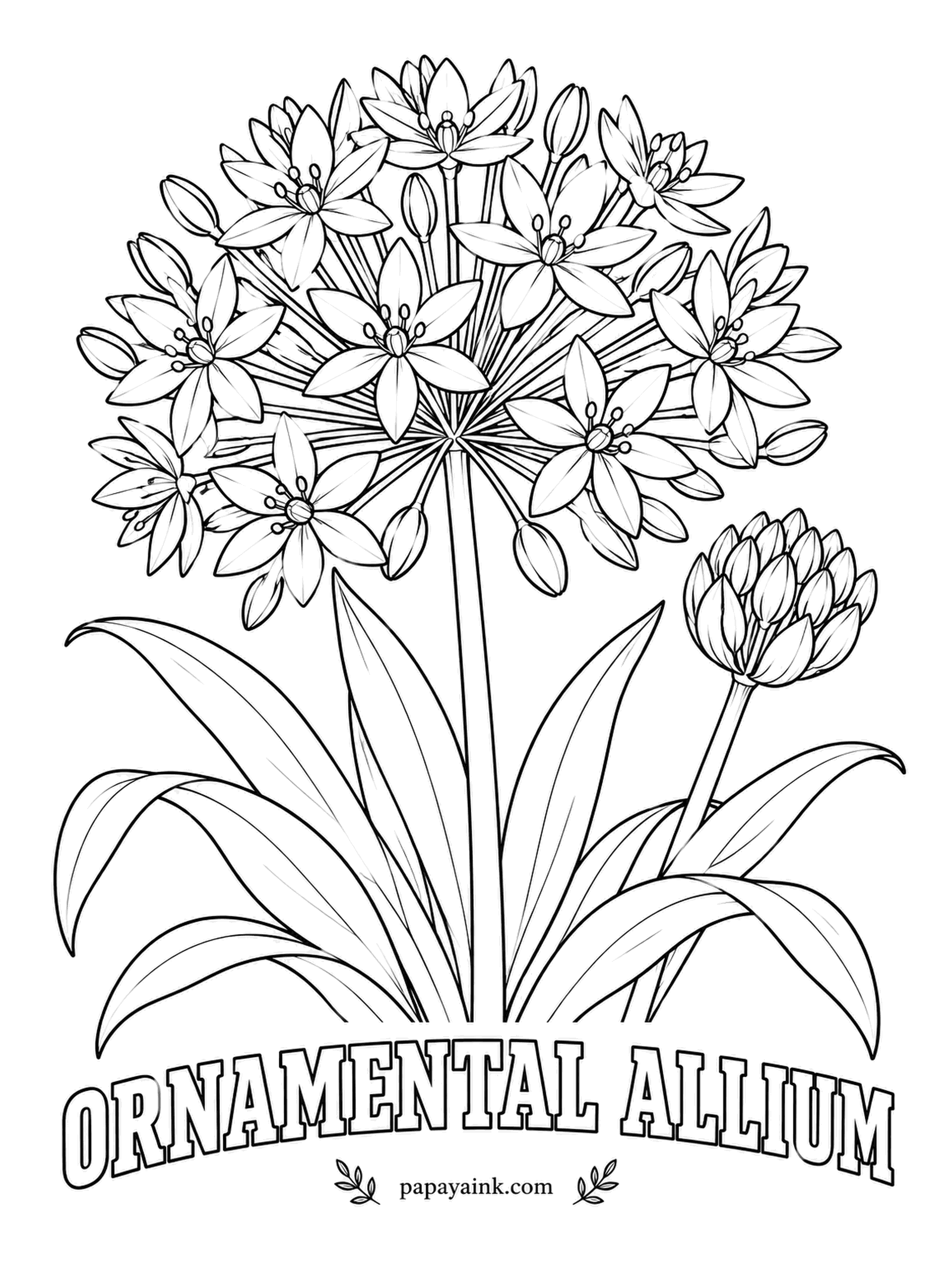 Free Flower Coloring Pages - Break a stem of ornamental allium and it smells of the onion it is related to. The star-shaped florets form a near-perfect ball; make them lilac, with a deeper dot in the heart of each one.