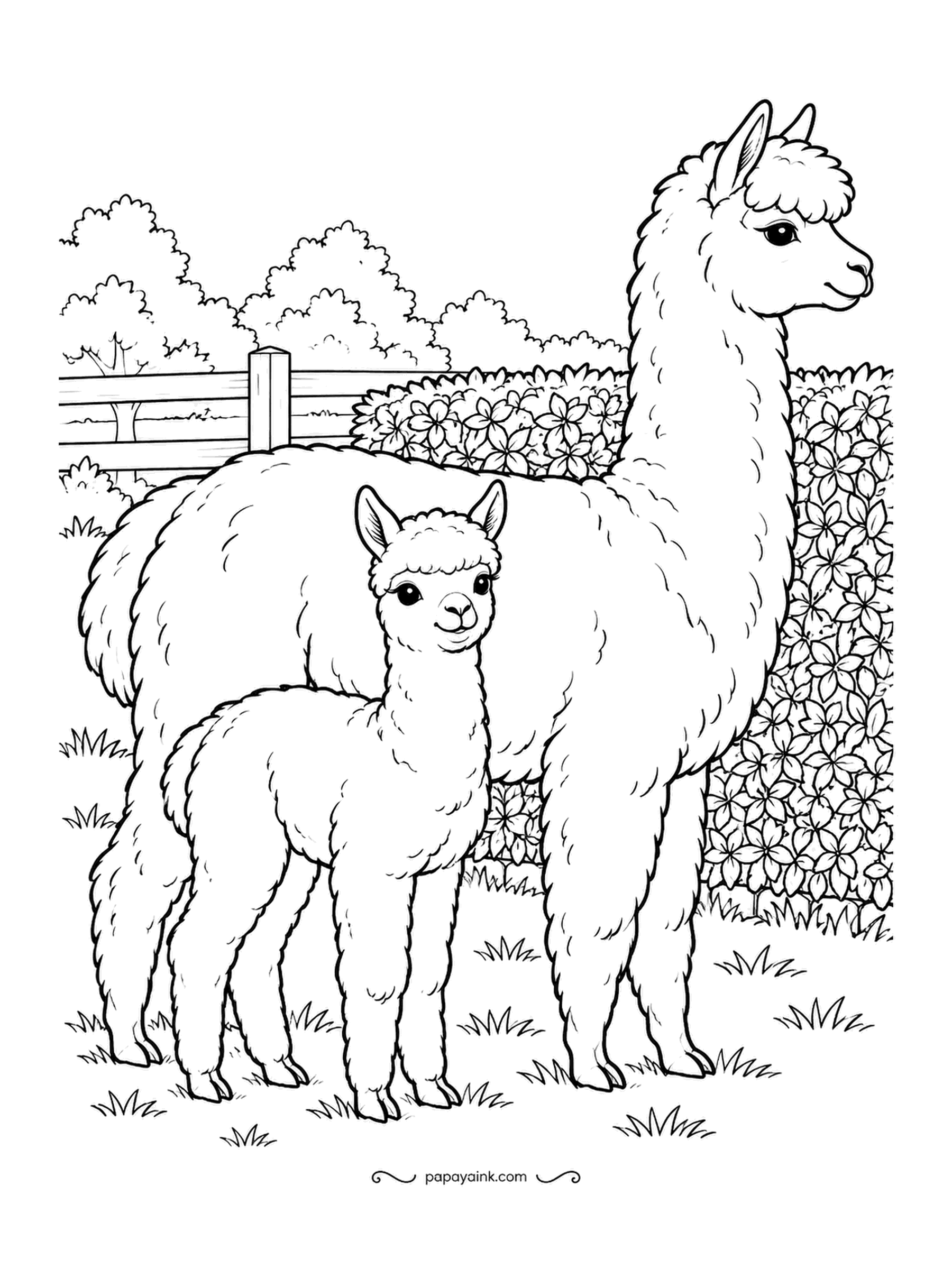 Farm Coloring Pages - Alpaca and her cria standing in front of a clipped hedge, both wearing the same fluffy coat in two sizes. The baby has not yet learned the aloof expression. Fleece takes a soft fawn or gray; the hedge is where the detail work lives.