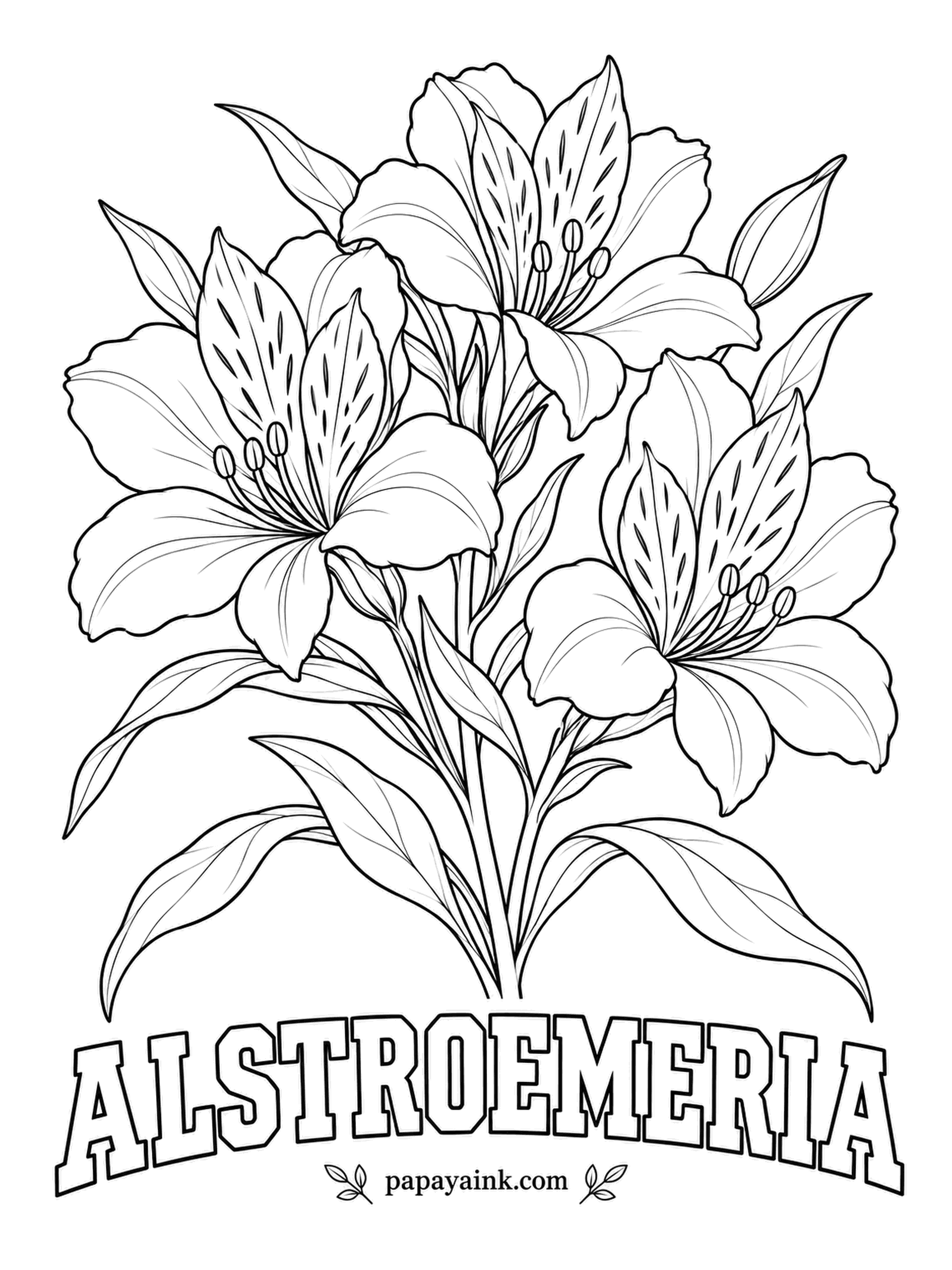 Free Flower Coloring Pages - Alstroemeria leaves grow upside down: each one twists at the base so its underside faces the sky. The dark streaks on the inner petals guide bees in, so draw them over peach, apricot or salmon.