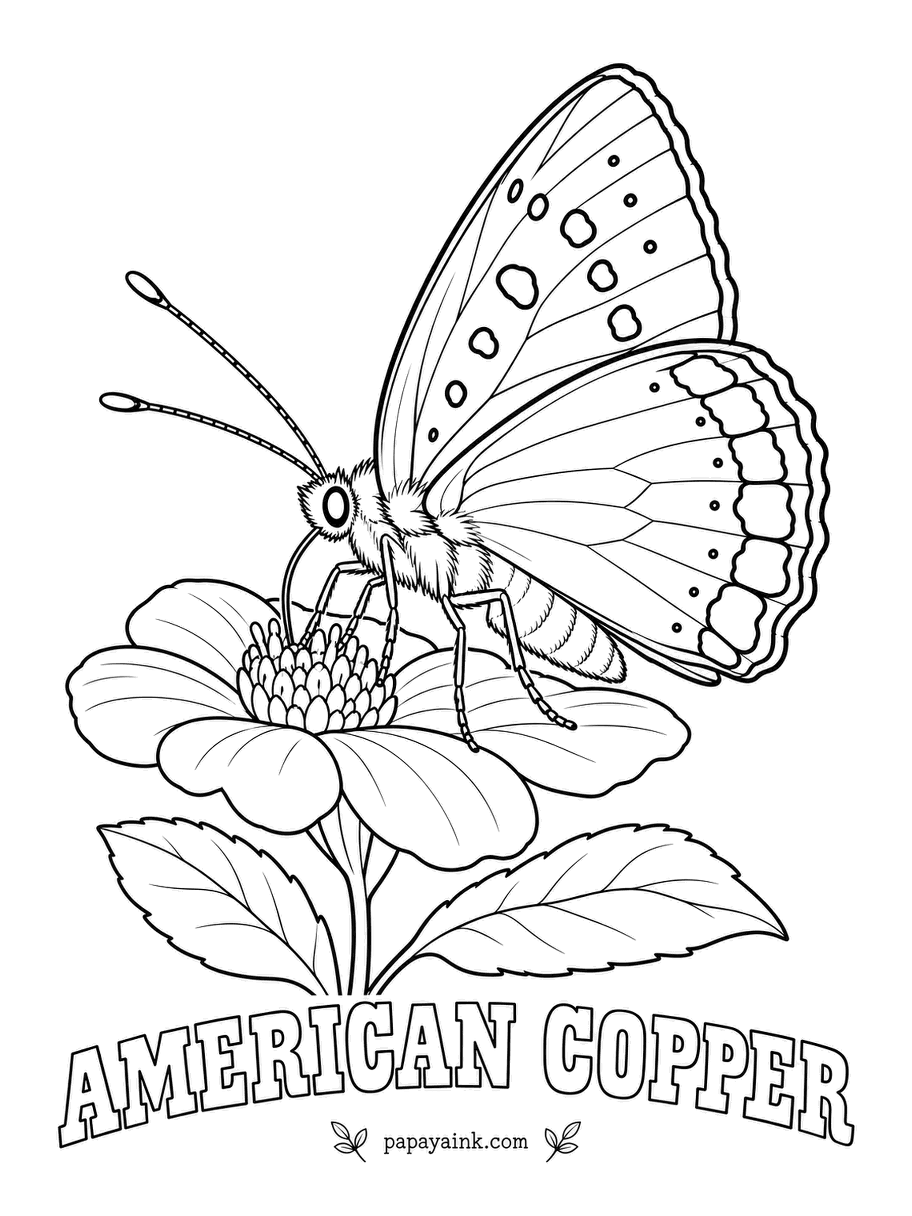 Butterfly and Moth Coloring Pages - Small, quick and famously bad-tempered: a copper will chase much larger insects, even birds, out of its patch of meadow. Forewings burnished copper-orange with black spots, hindwings gray with an orange band along the edge. Its young feed on sheep sorrel.