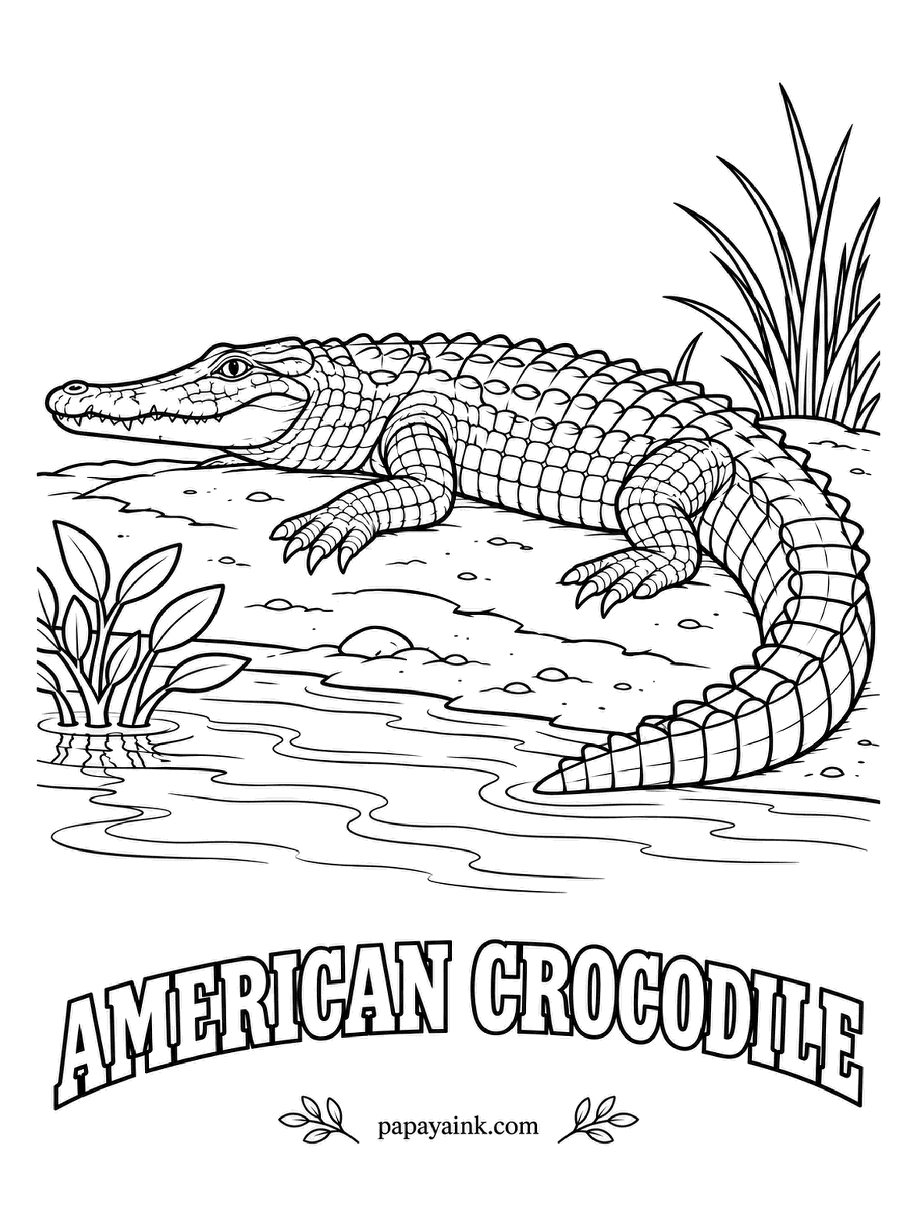 Reptile Coloring Pages - Southern Florida is the only place on Earth where alligators and crocodiles share the water. This one has the narrow snout and the lower teeth showing even with the jaws shut. Lighter than a gator: grayish olive and tan.