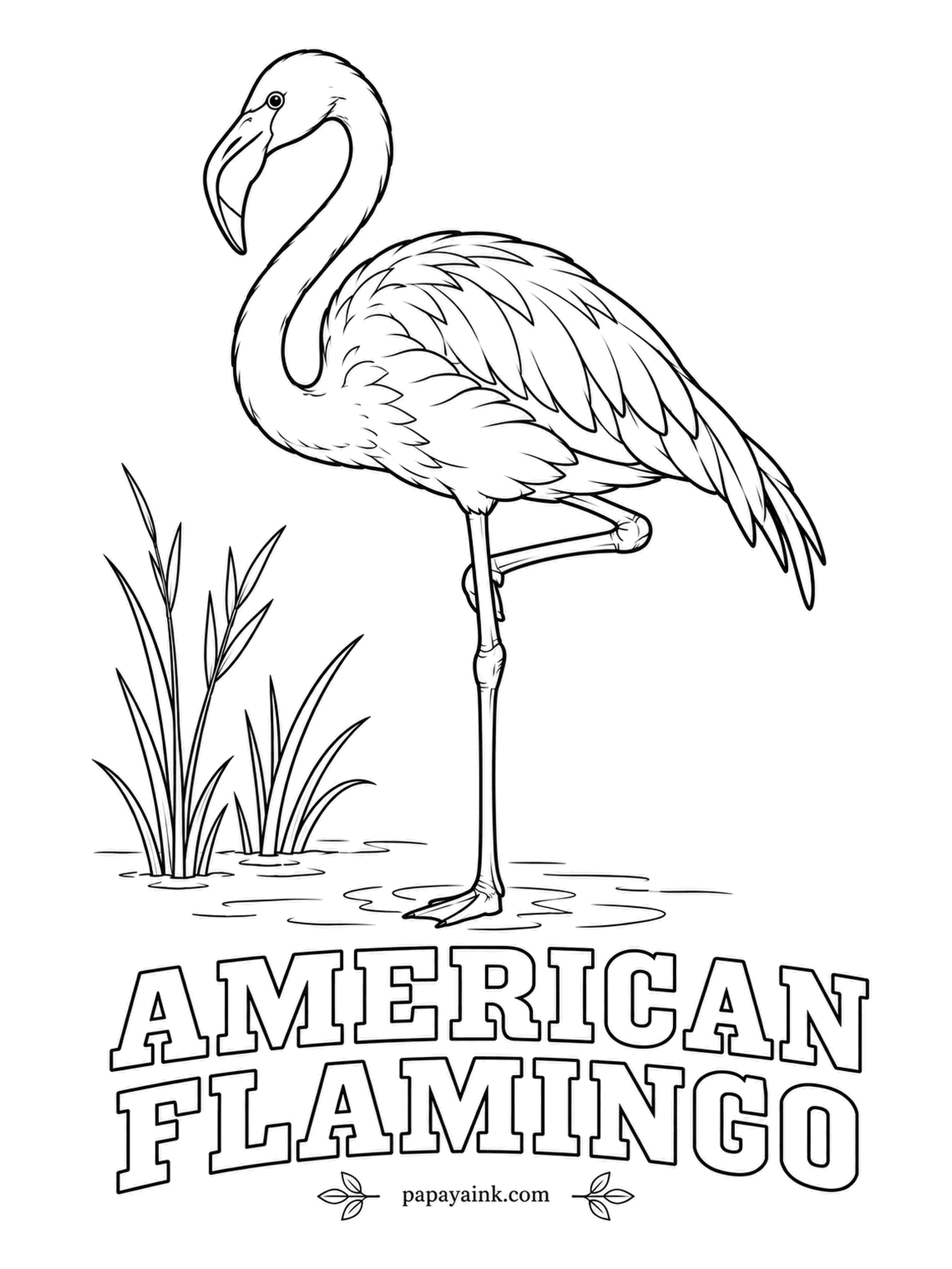 Printable Bird Coloring Pages - Standing on one leg saves heat, though scientists still argue about the details. The pink of an American Flamingo comes from the shrimp and algae it filters with that bent bill. Coral pink body, black wing edges, a pale bill tipped black.