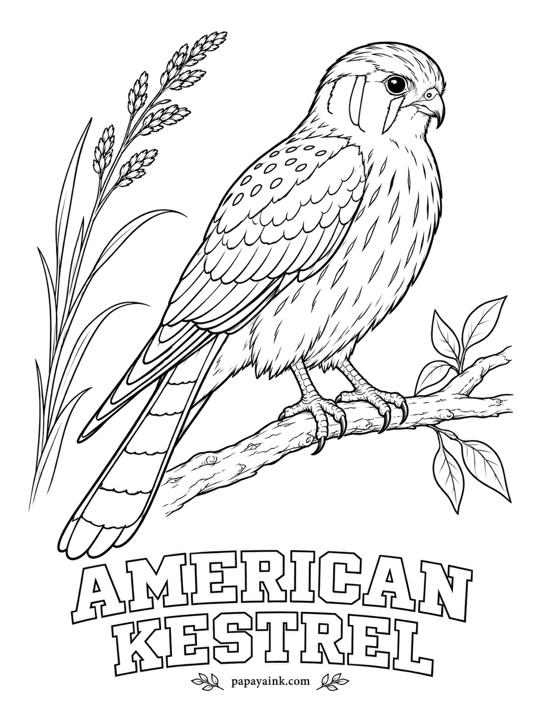 Printable Bird Coloring Pages - Smallest falcon in North America, and the one that hovers over a field like a kite on a string. A male American Kestrel has blue-gray wings, a rusty back and tail with a black band near the tip, and two black stripes down each cheek.