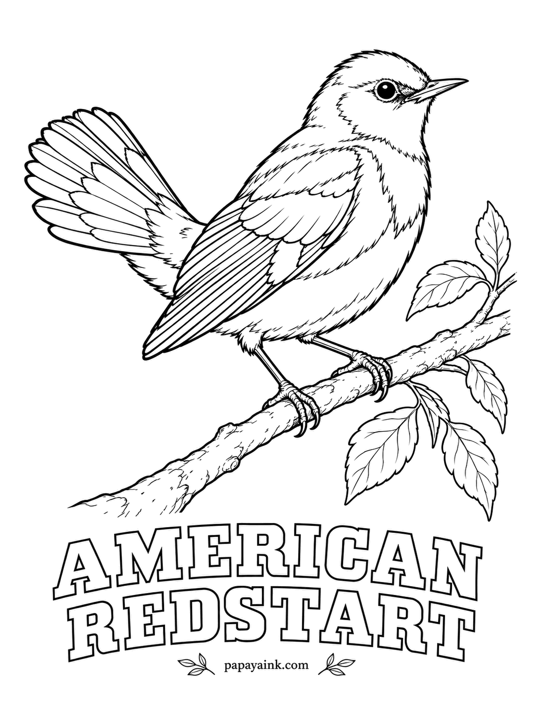 Realistic Bird Coloring Pages - Flashing the orange patches in its fanned tail, the American redstart startles insects out of the leaves and snaps them up. In the Caribbean it is called candelita, the little candle. Black above, orange on wings and tail, white belly.