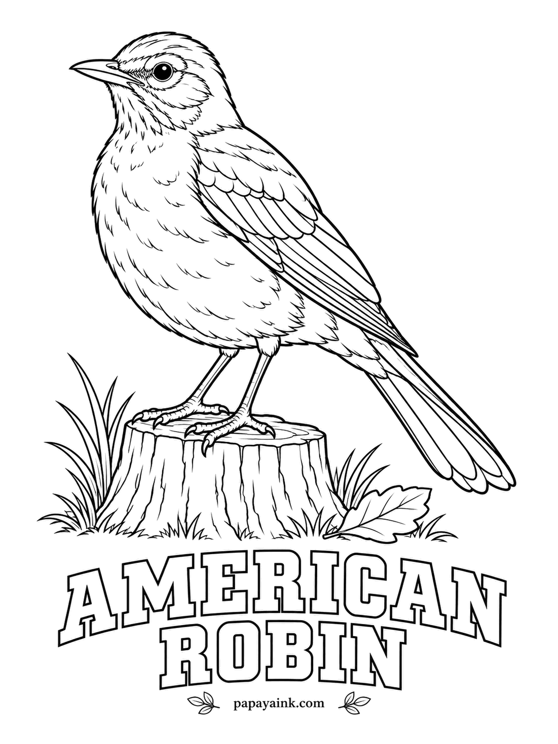Printable Bird Coloring Pages - Despite the name, the American Robin is a thrush, and it hunts lawns in short runs, stopping to tilt its head before pulling up a worm. Brick-orange breast, gray-brown back, yellow bill. Keep the thin ring around the eye white.
