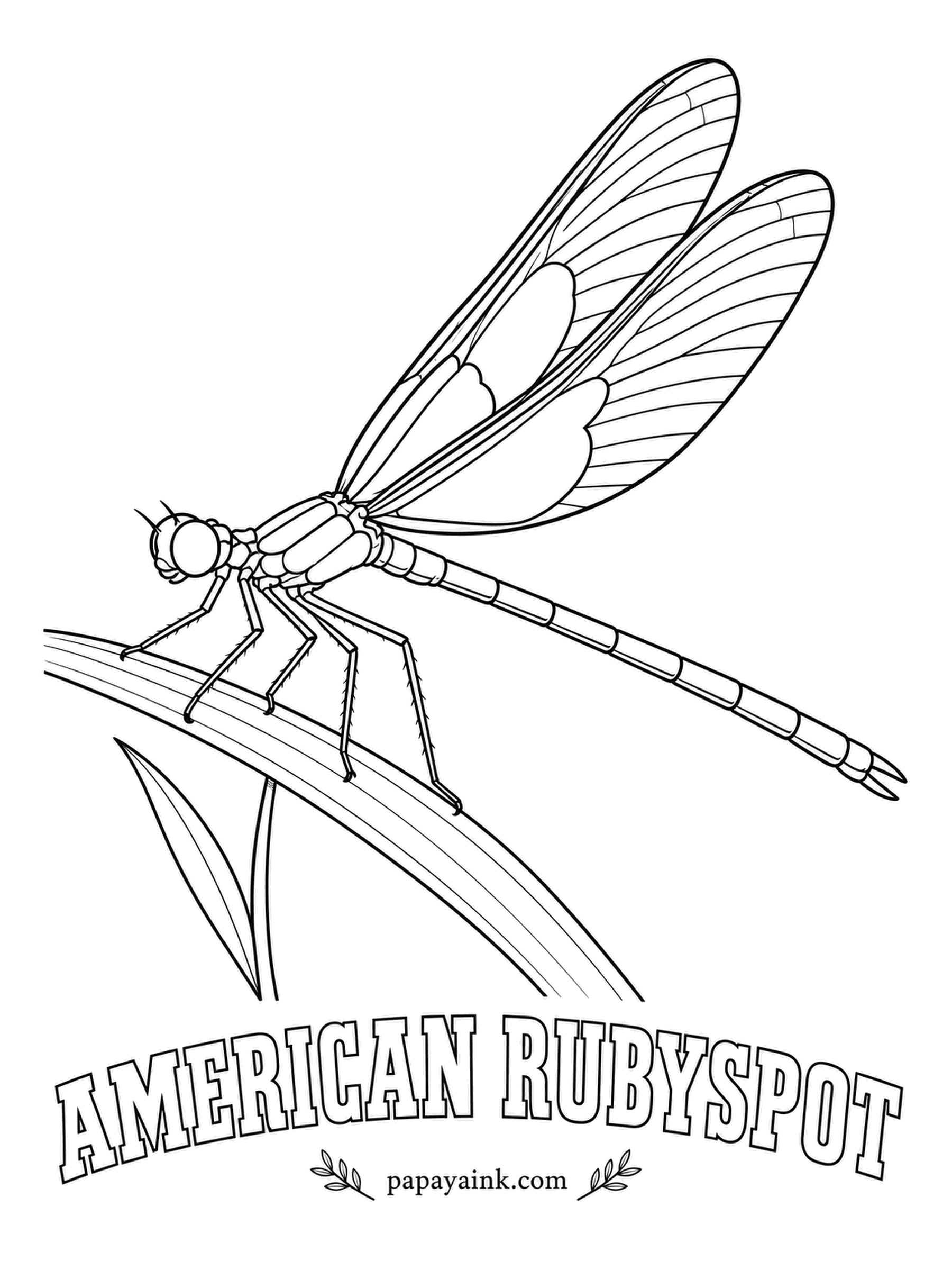 Insect Coloring Pages - Males of the American rubyspot carry a patch of deep red at the base of each wing and flash it at rivals above fast streams. A damselfly, so it rests with wings closed. Coppery red body, ruby wing bases, clear tips.