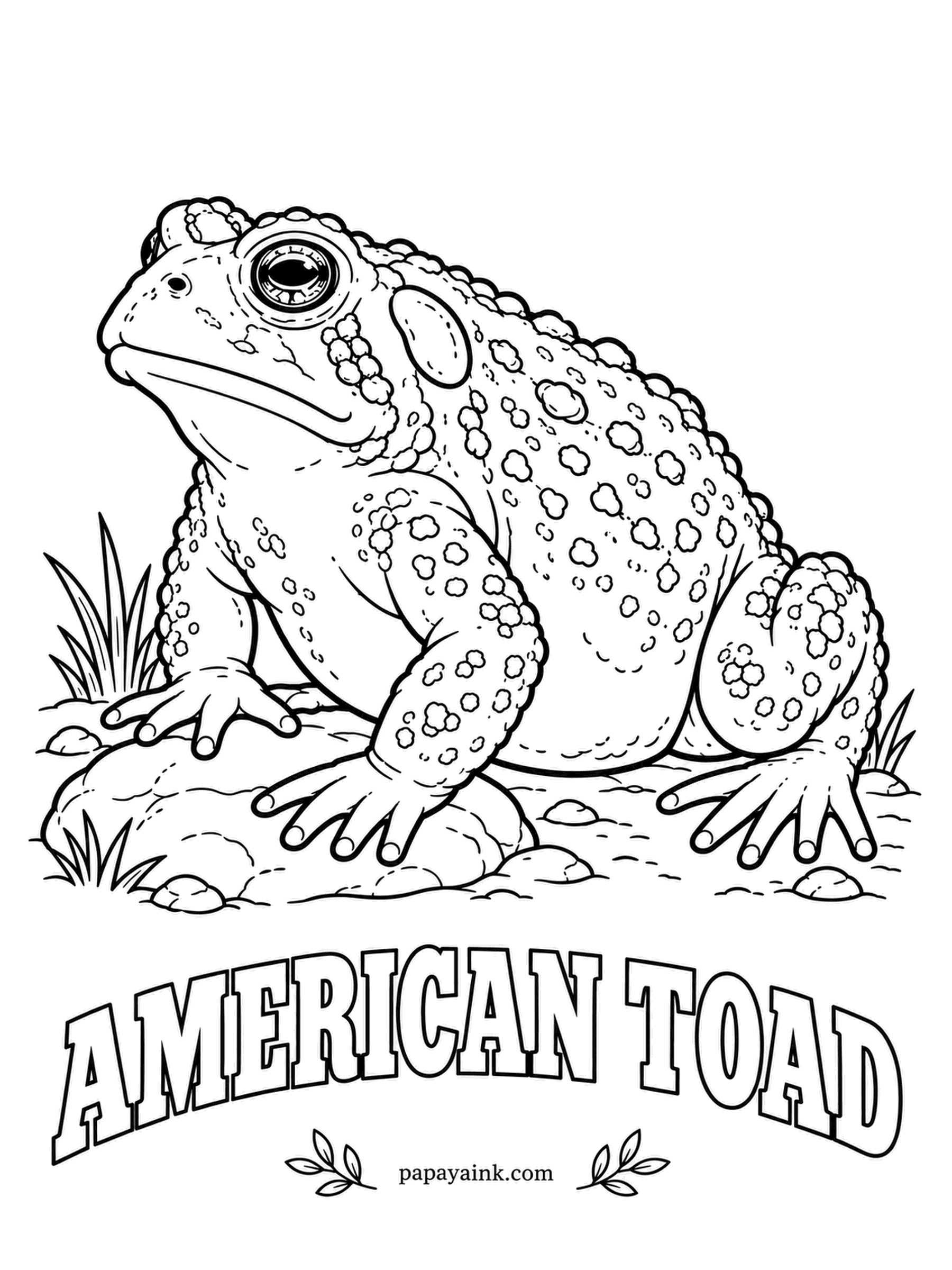 Amphibian Coloring Pages - The American toad's trill is sweet and long, half a minute without a breath, ringing through eastern backyards on April nights. Each dark spot holds only one or two warts, which tells it from its cousins. Tan, brick red or olive, lighter beneath.