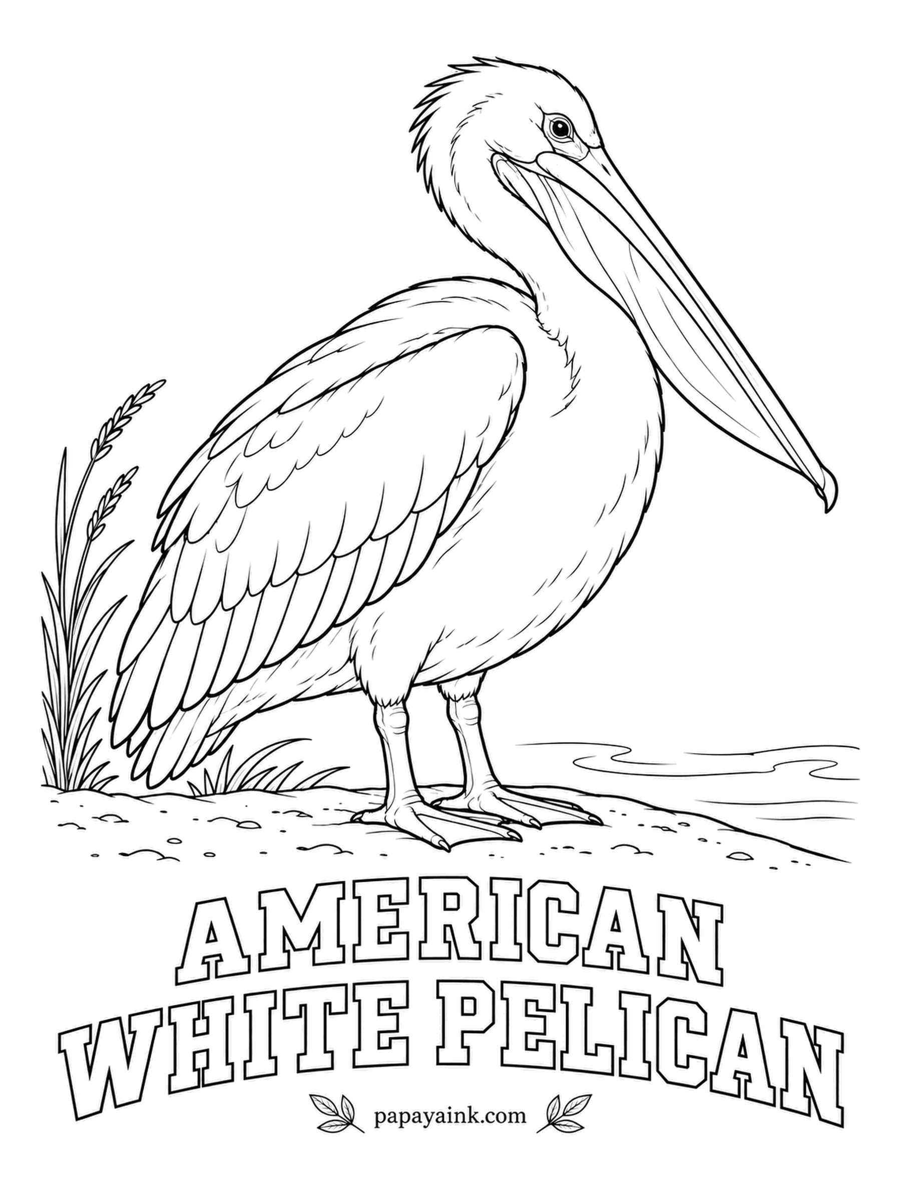 Printable Bird Coloring Pages - This pelican never dives; instead a flock swims in a line, herds fish into the shallows and scoops them up together. White with black flight feathers, an orange bill and pouch, orange legs. Shade the white plumage with the lightest gray.