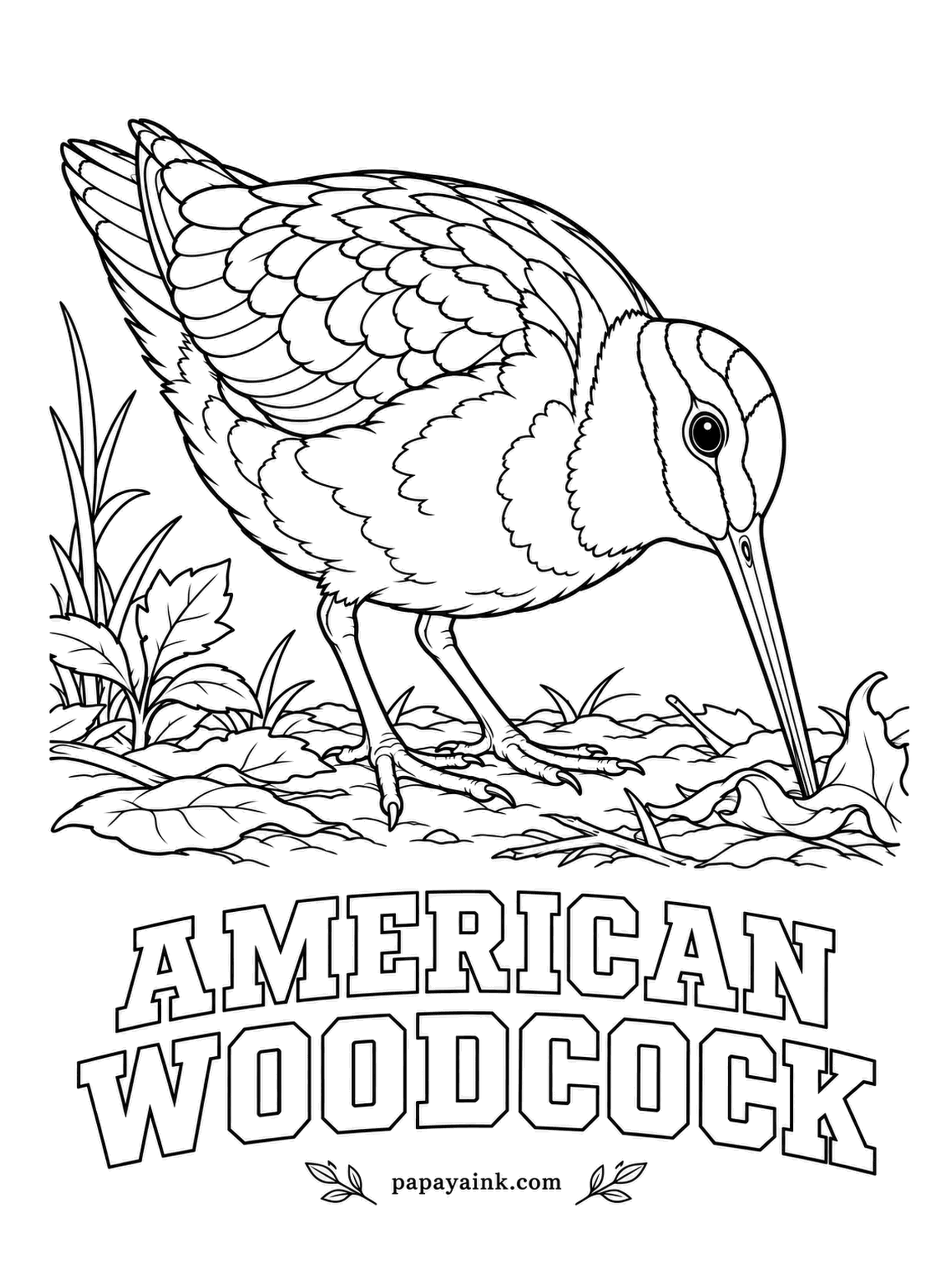 Realistic Bird Coloring Pages - Head down in the leaf litter, the American woodcock hunts earthworms by feel; the tip of its beak can open underground while the rest stays shut. Detailed - leaf-brown, buff and chestnut, with black bars across the crown.