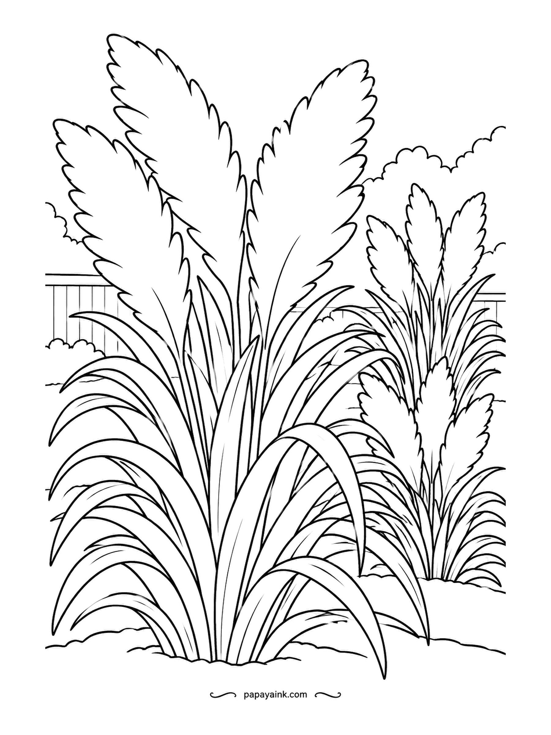Garden Coloring Pages - Three clumps of ornamental grass send up feathery plumes, each clump a slightly different height, with a fence far behind. Plumes go pale - cream, buff or pink - and the blades stay green at the base and fade to straw at the tips.