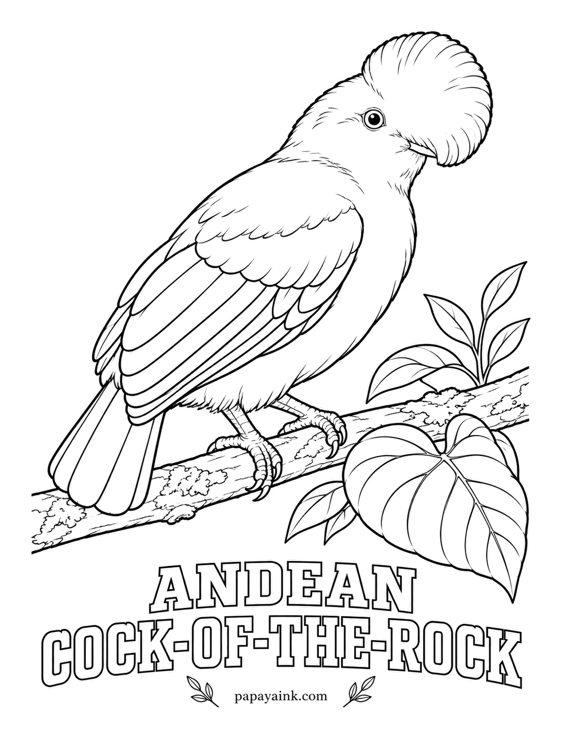 Printable Bird Coloring Pages - Males gather at dawn in the forest and bow, hop and squawk together to impress a watching female. The Andean Cock-of-the-rock is blazing orange-red, with a half-moon crest that hides the bill. Black wings and tail; pale gray on the folded wing.