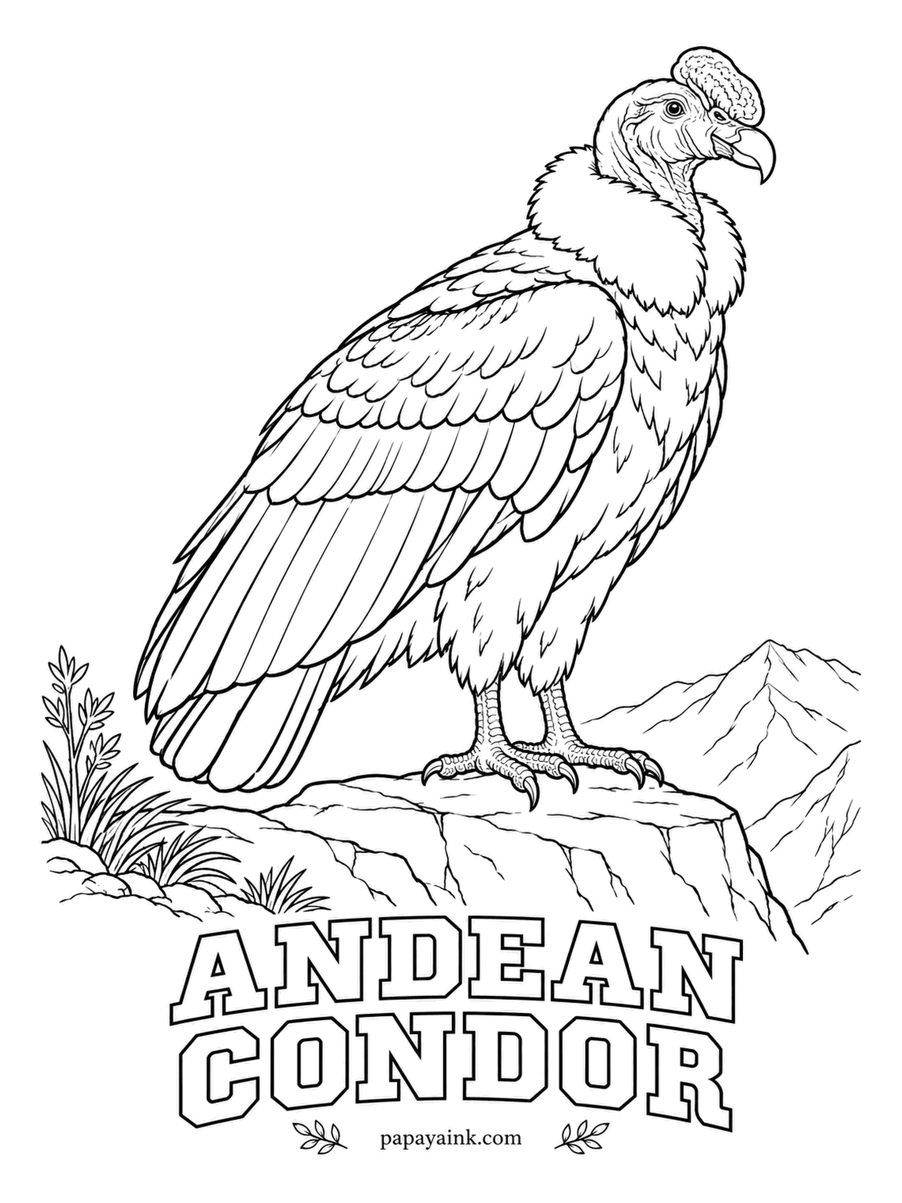 Realistic Bird Coloring Pages - One tracked Andean condor rode the mountain air for over a hundred miles without a single wingbeat. Here the male rests on a crag, a fleshy comb on his crown. Black plumage, white wing panels, a fluffy white collar and bare reddish skin.