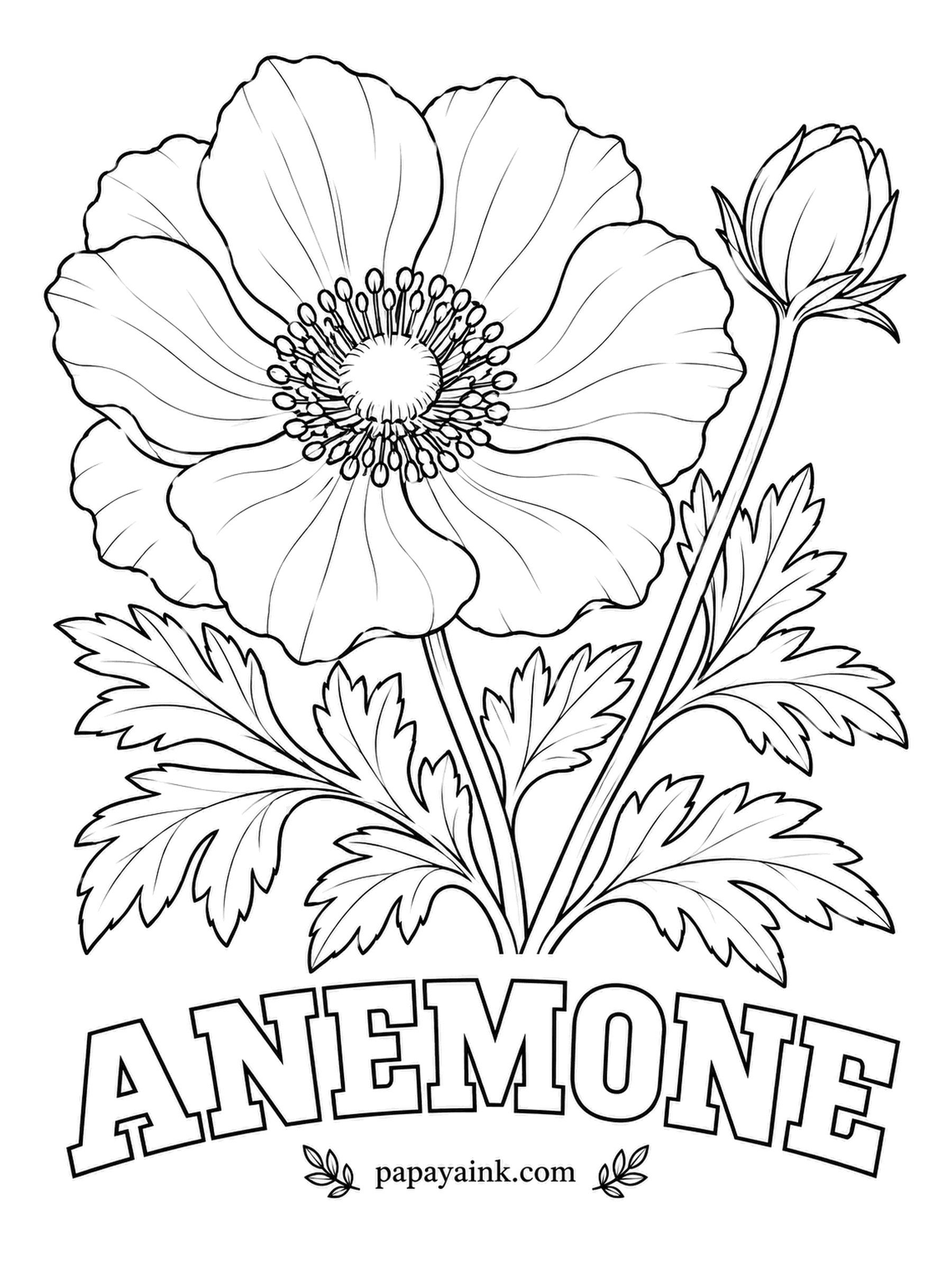Free Flower Coloring Pages - Windflower is the old English name, taken from the Greek word for wind, since the papery petals tremble in the lightest breeze. Give them a clear scarlet, violet or blue and make the ring of stamens an inky blue-black.