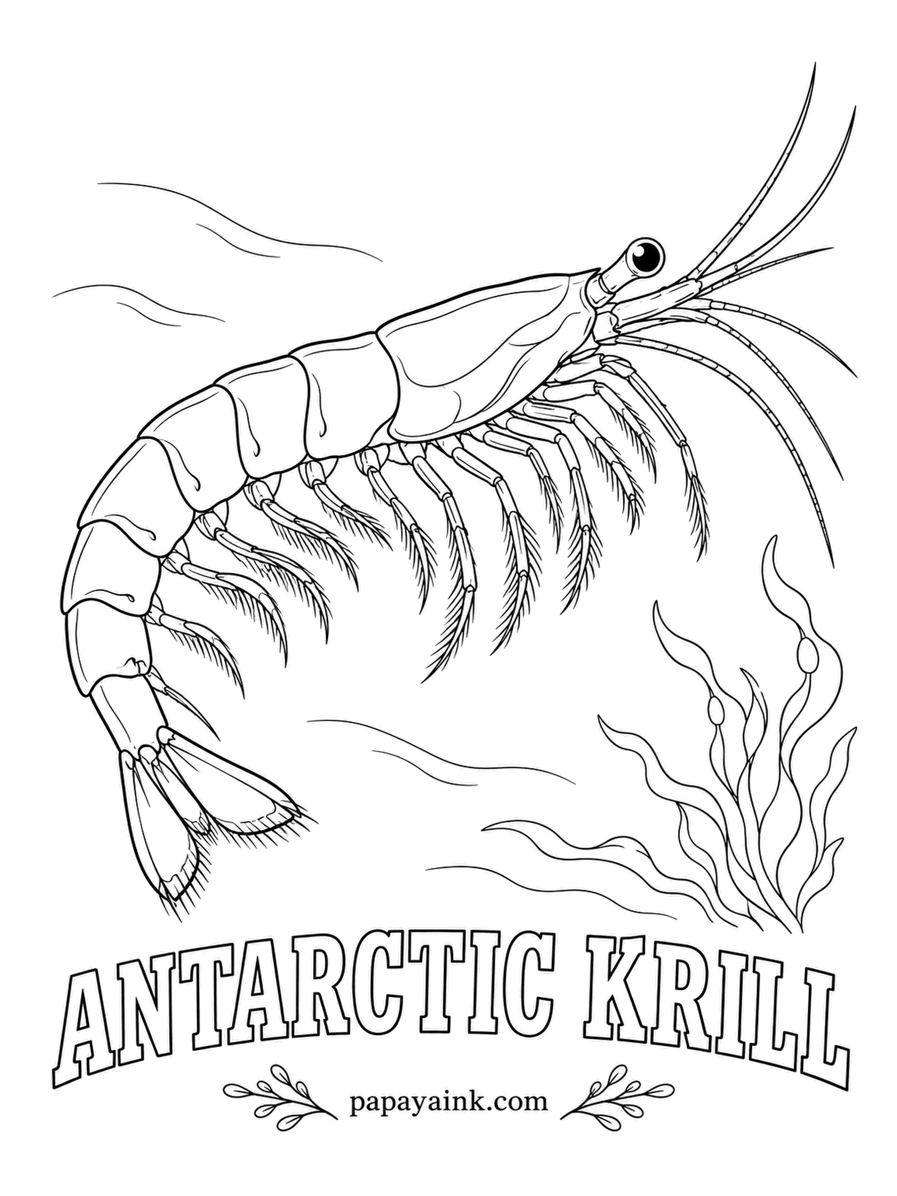 Sea Creature Coloring Pages - Barely the length of a finger, and still the backbone of the Southern Ocean: weigh every krill alive and the total rivals any wild animal species on Earth, which is how blue whales get fed. Glassy body, rosy orange speckles, black eyes.