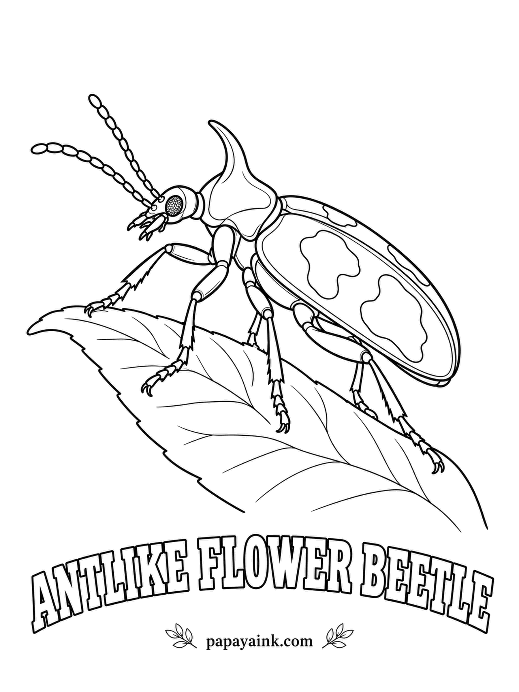 Beetle Coloring Pages - A horn juts forward over its head like the visor of a cap. This tiny antlike flower beetle is famous among entomologists for craving cantharidin, a blister chemical it collects from other insects. Tan with sepia patches.