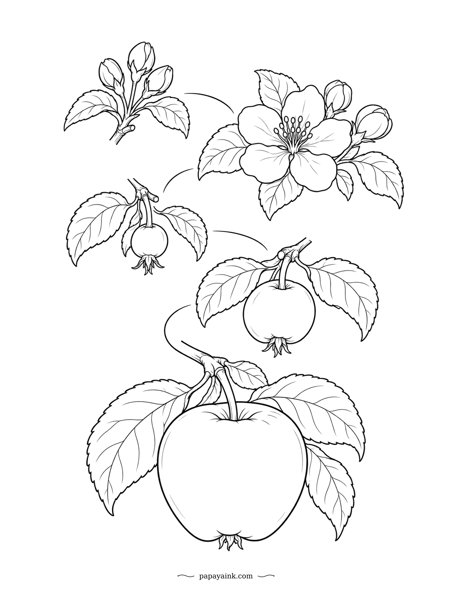 Apple Coloring Pages - Bud, blossom, fruitlet, apple: the whole season on one branch. Five petals open and fall away, the base of the flower swells into the fruit, and the dried calyx sits at the bottom of the finished apple. Color the stops in order, pale green first.