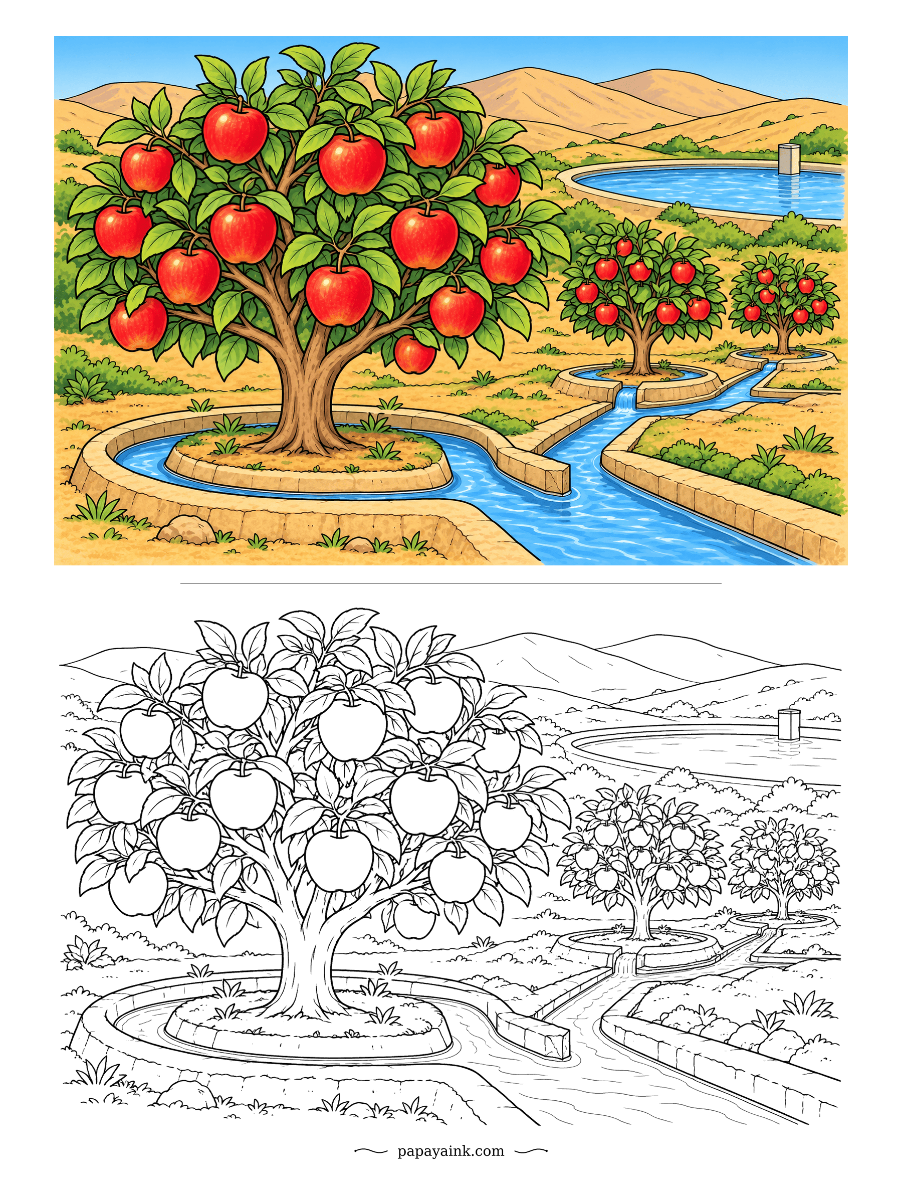 Apple Coloring Pages - In dry hill country every tree gets its own basin, and a stone channel carries water out of the reservoir to fill them one by one. Sandy ochre hills, vivid blue channels. Detailed.